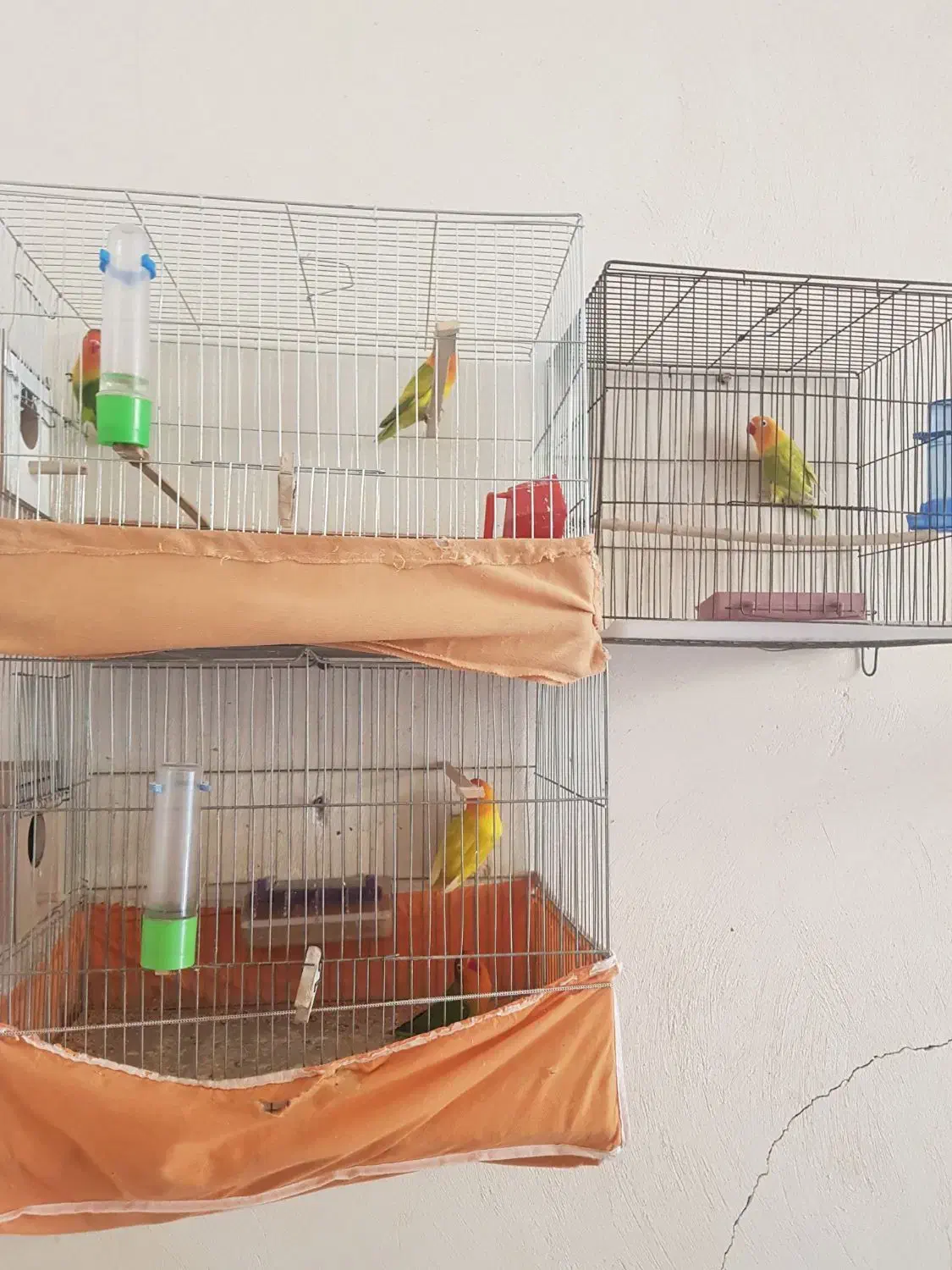 کوتوله برزیلی مولد|پرنده|برخوار, |دیوار