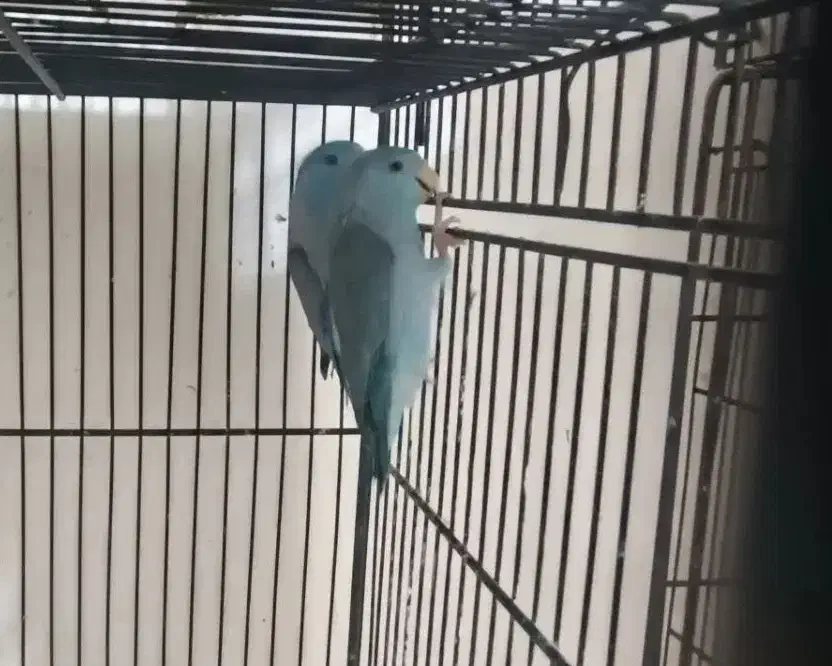 طوطی پروتلت و فنچ نرگسی شکلاتی و سیلور و ابلغ|پرنده|قوچان, |دیوار