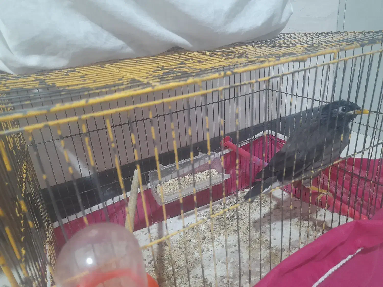 مرغ مینا|پرنده|اصفهان, جوزدان الیادران|دیوار