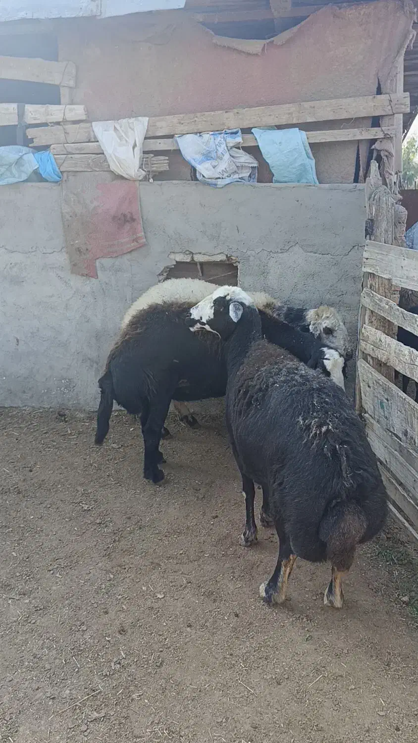 3راس میش عشقی قوچ خورده|حیوانات مزرعه|سیمین شهر, |دیوار