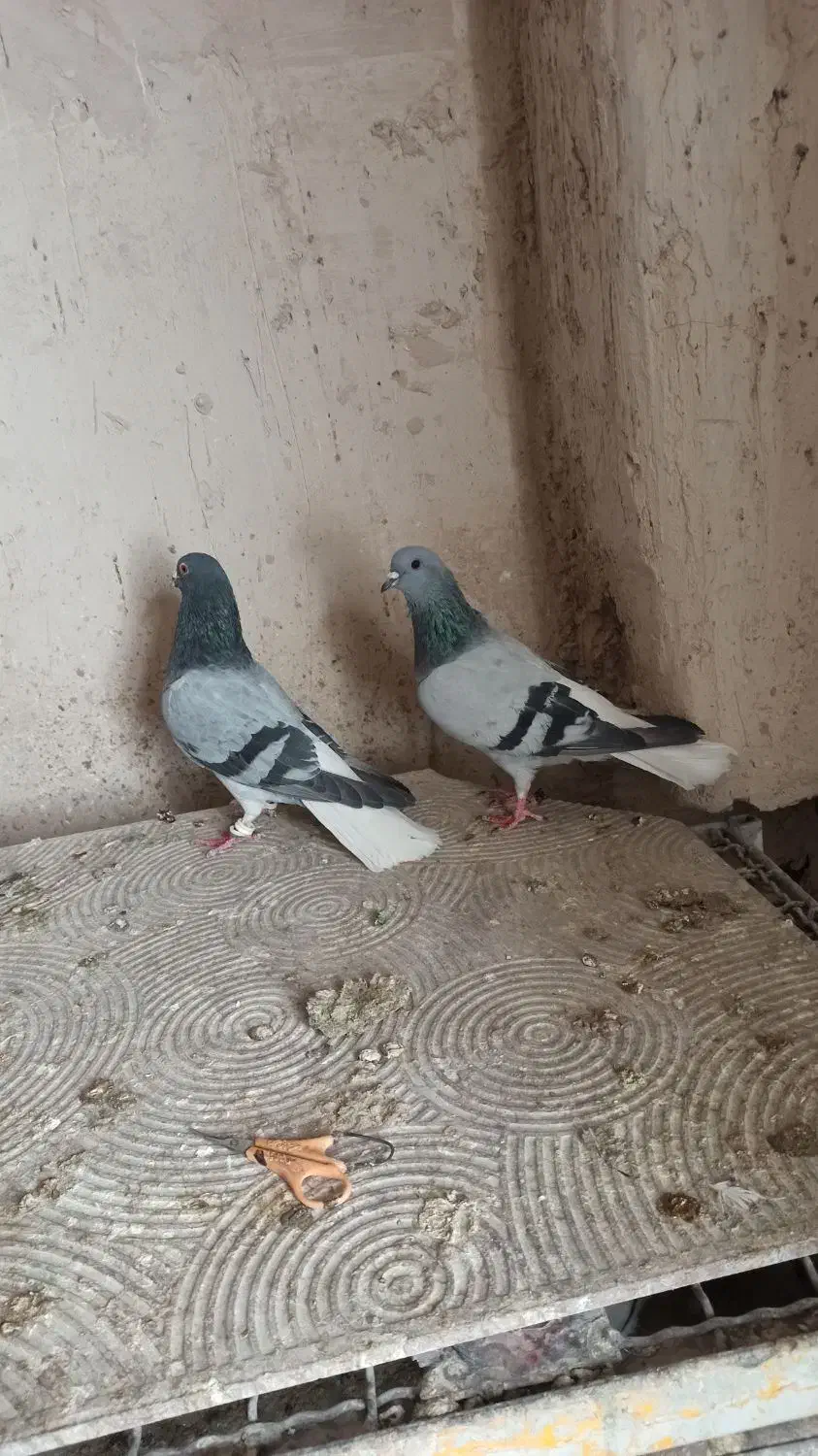 دم سفید|پرنده|شیراز, شهرک صنعتی شیراز|دیوار