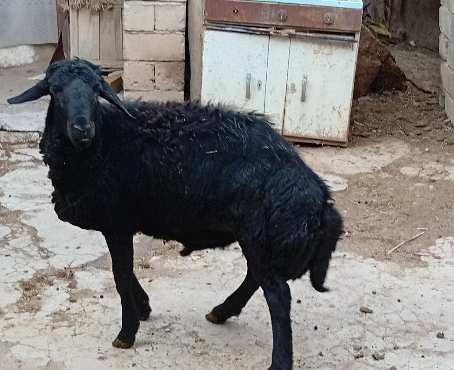 بره قره قزل|حیوانات مزرعه|باغ حلی, |دیوار