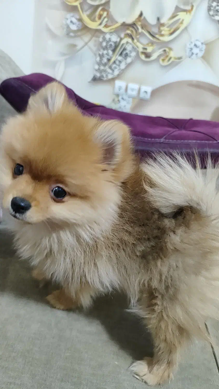 سگ پامر بسیار کوچیک و بازیگوش|سگ|شاهین‌شهر, عطار|دیوار