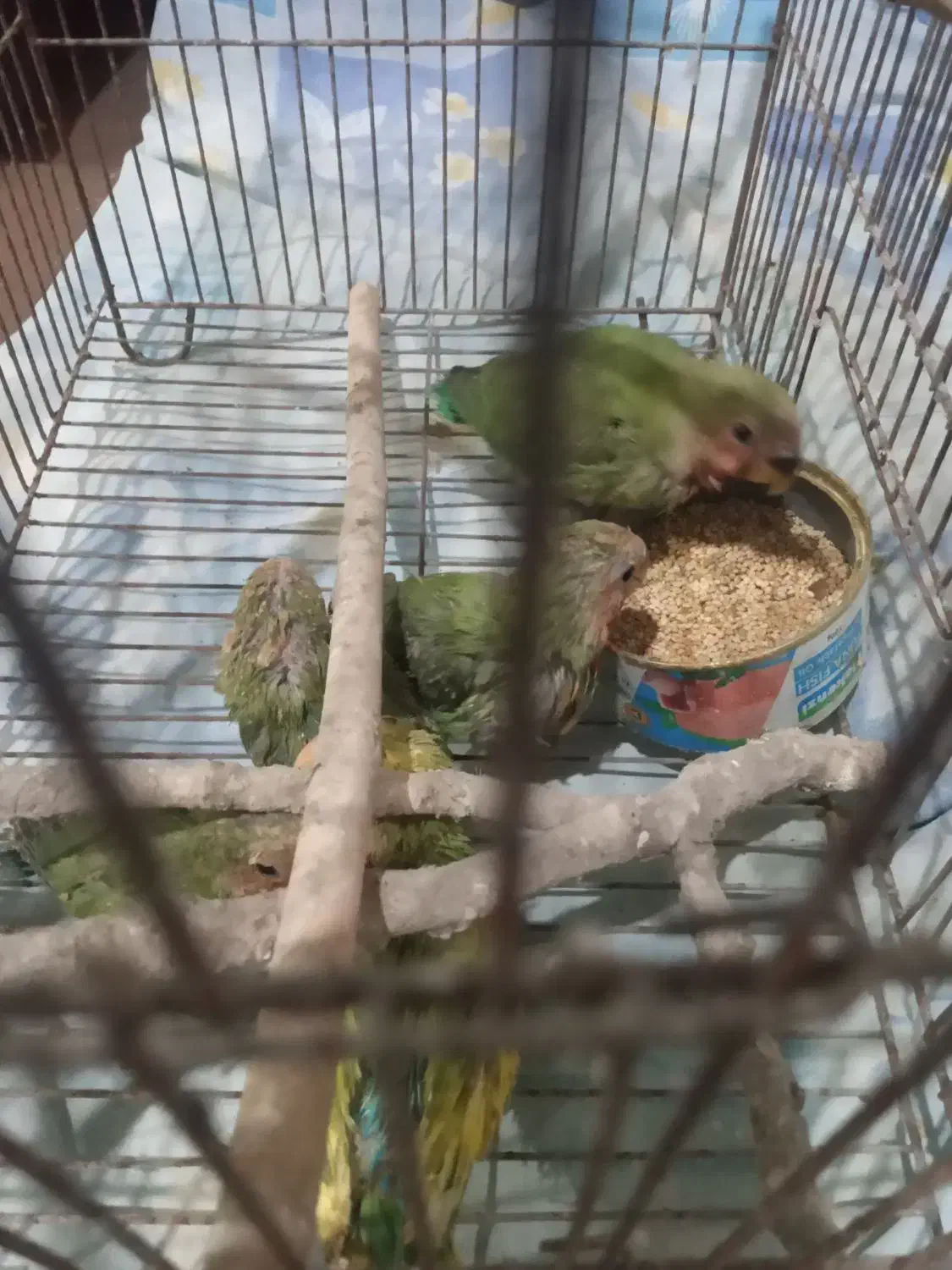 طوطی برزیلی سرلاکی نرم خور|پرنده|قائم‌شهر, |دیوار