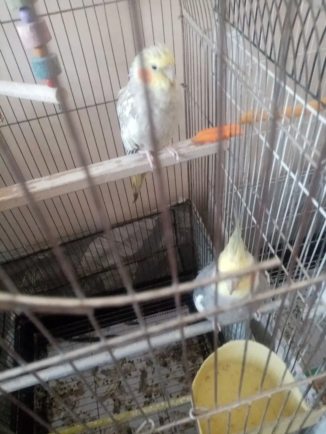 حراج عروس هلندی|پرنده|مشهد, فاطمیه|دیوار