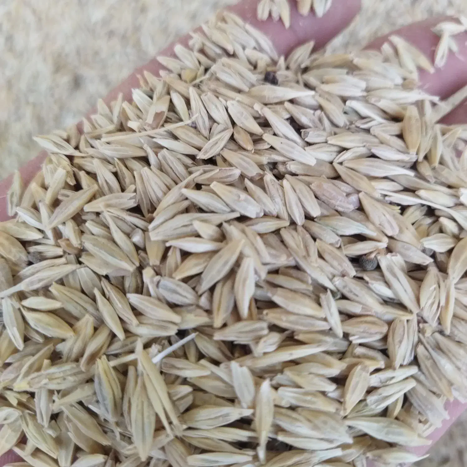 الماتی|حیوانات مزرعه|شیراز, جرسقان|دیوار