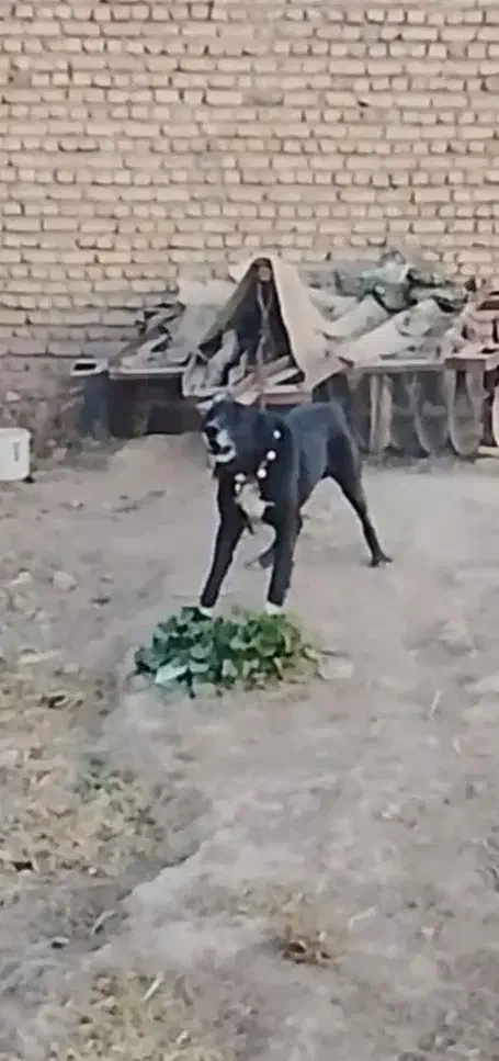 سگ افغان|سگ|قوچان, |دیوار