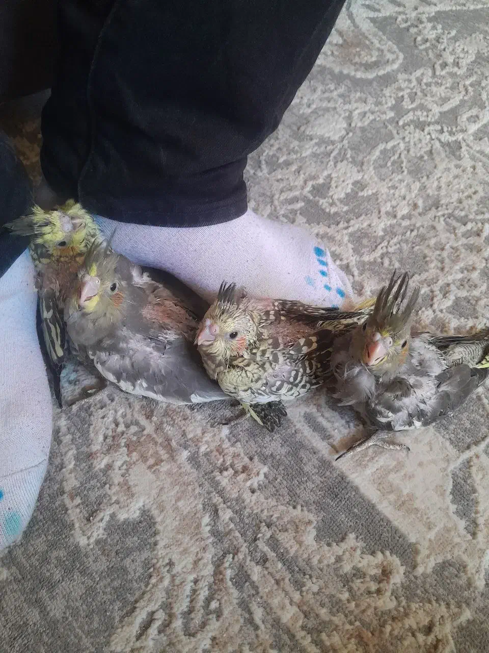 عروس. هلندی|پرنده|مشهد, آزادشهر|دیوار