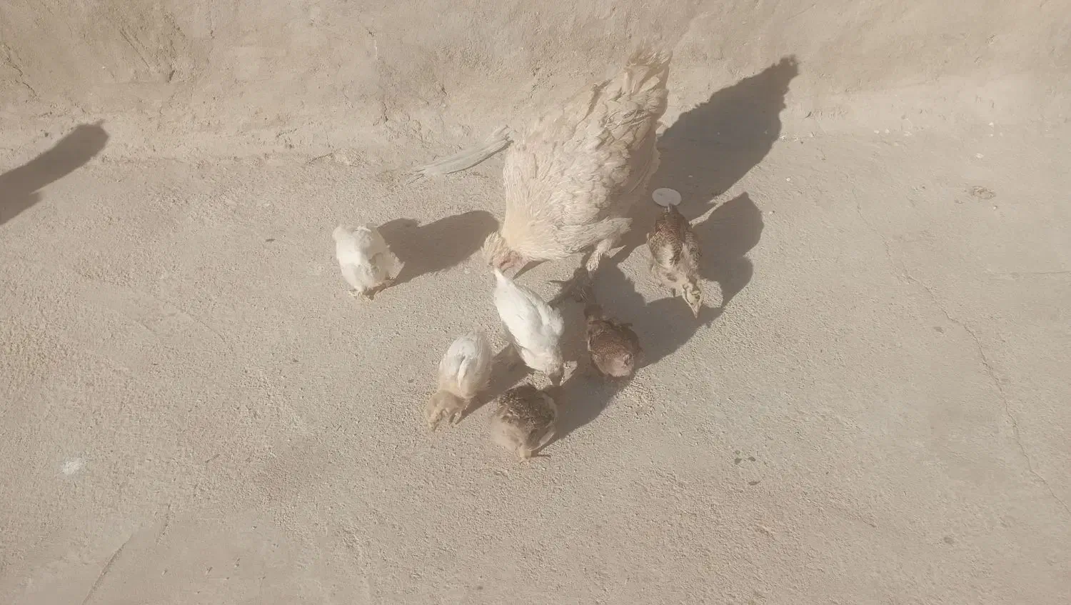 مرغ دیلگونی پا پر با شش عدد جوجه پنجاه روزه|حیوانات مزرعه|دهدشت, |دیوار