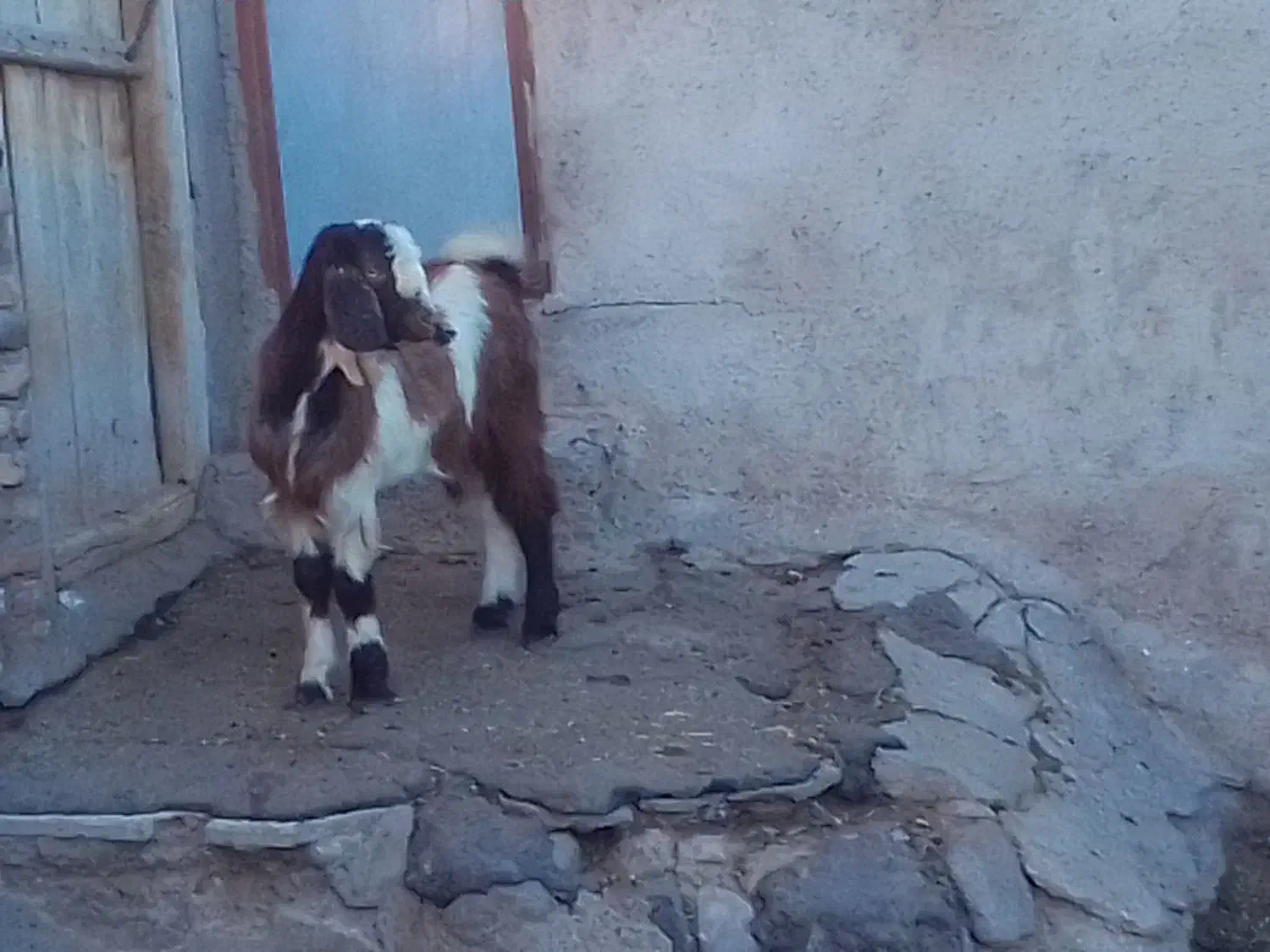 بزغاله نر اصل پاکستانی دوقلو|حیوانات مزرعه|تیکمه داش, |دیوار