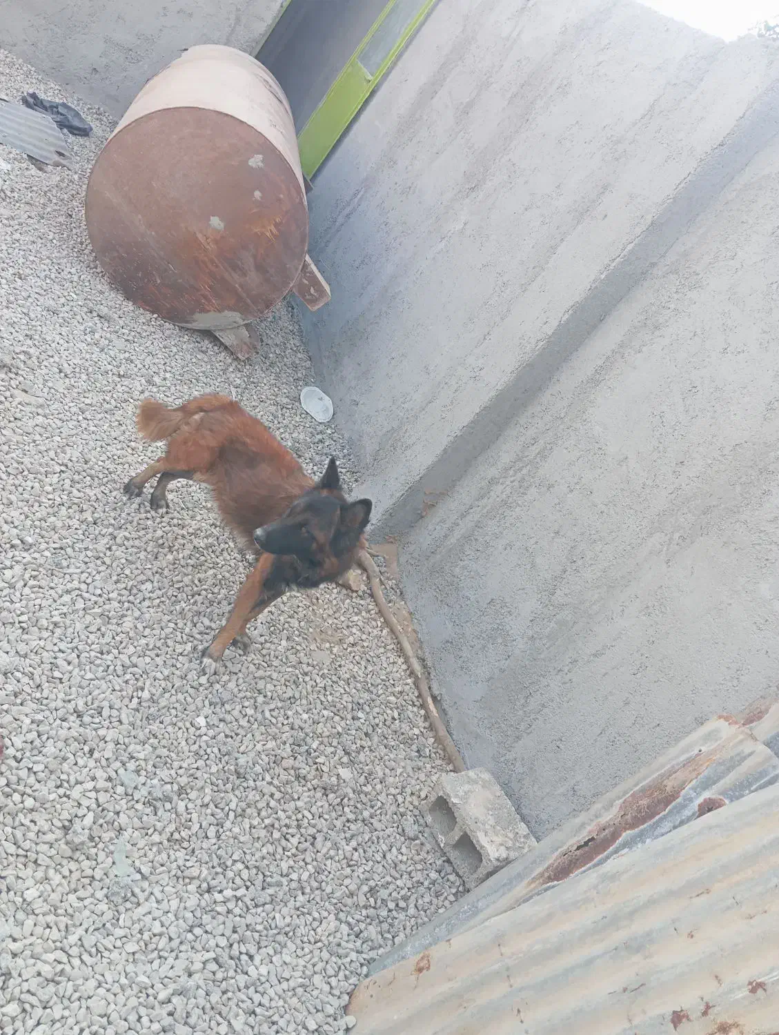 سگ ژرمن|سگ|آبپخش, |دیوار