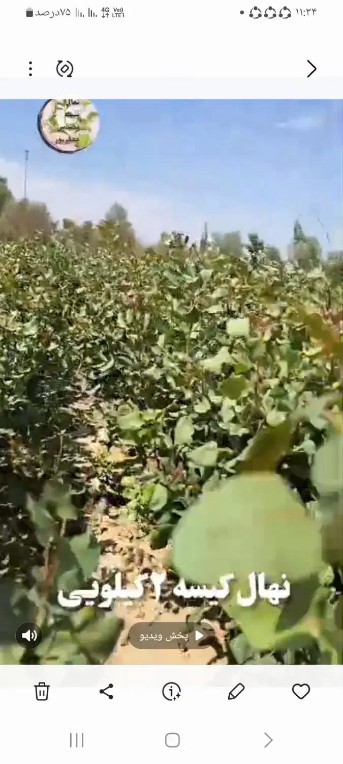 نهال پسته|گل و گیاه طبیعی|قنوات, |دیوار