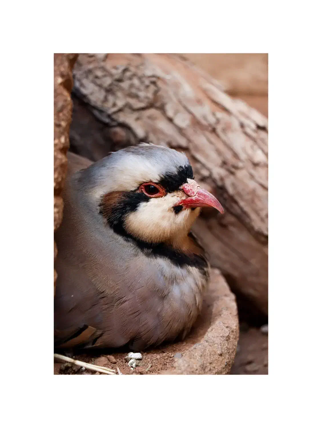 عکاس هستم|خدمات پذیرایی، مراسم|بندر ماهشهر, |دیوار