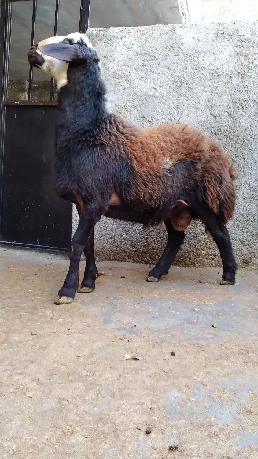 گوسفند بره قوچ های آنتیک ناب کیلویی۳۵۵|حیوانات مزرعه|ملایر, |دیوار