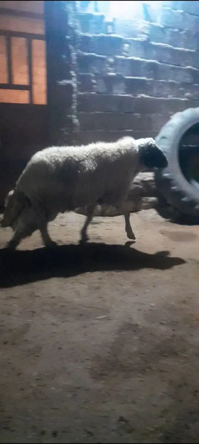 قوچ|حیوانات مزرعه|اسلام‌‌آباد غرب, |دیوار