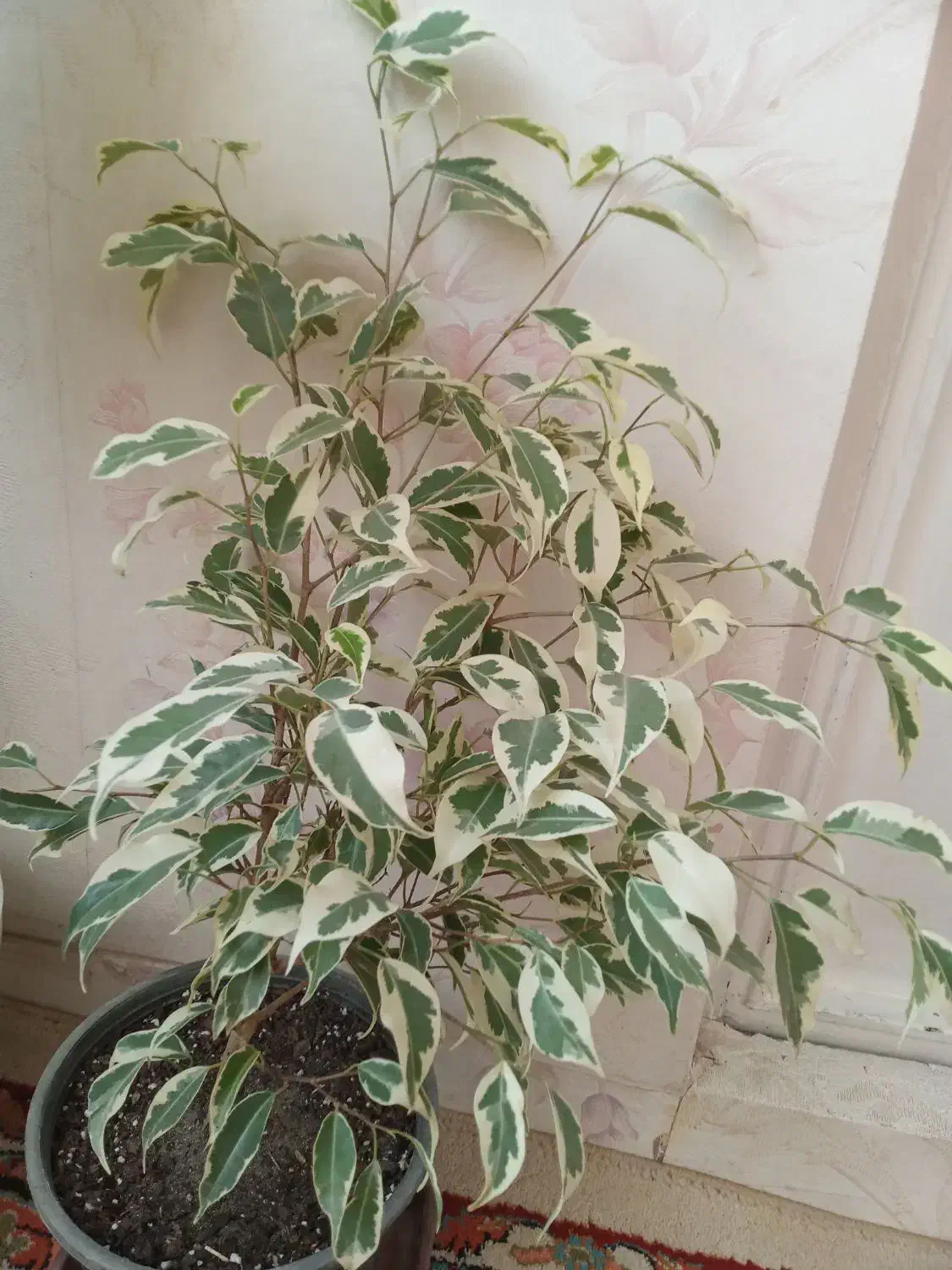 گل طبیعی سالم|گل و گیاه طبیعی|تهران, مینای جنوبی|دیوار