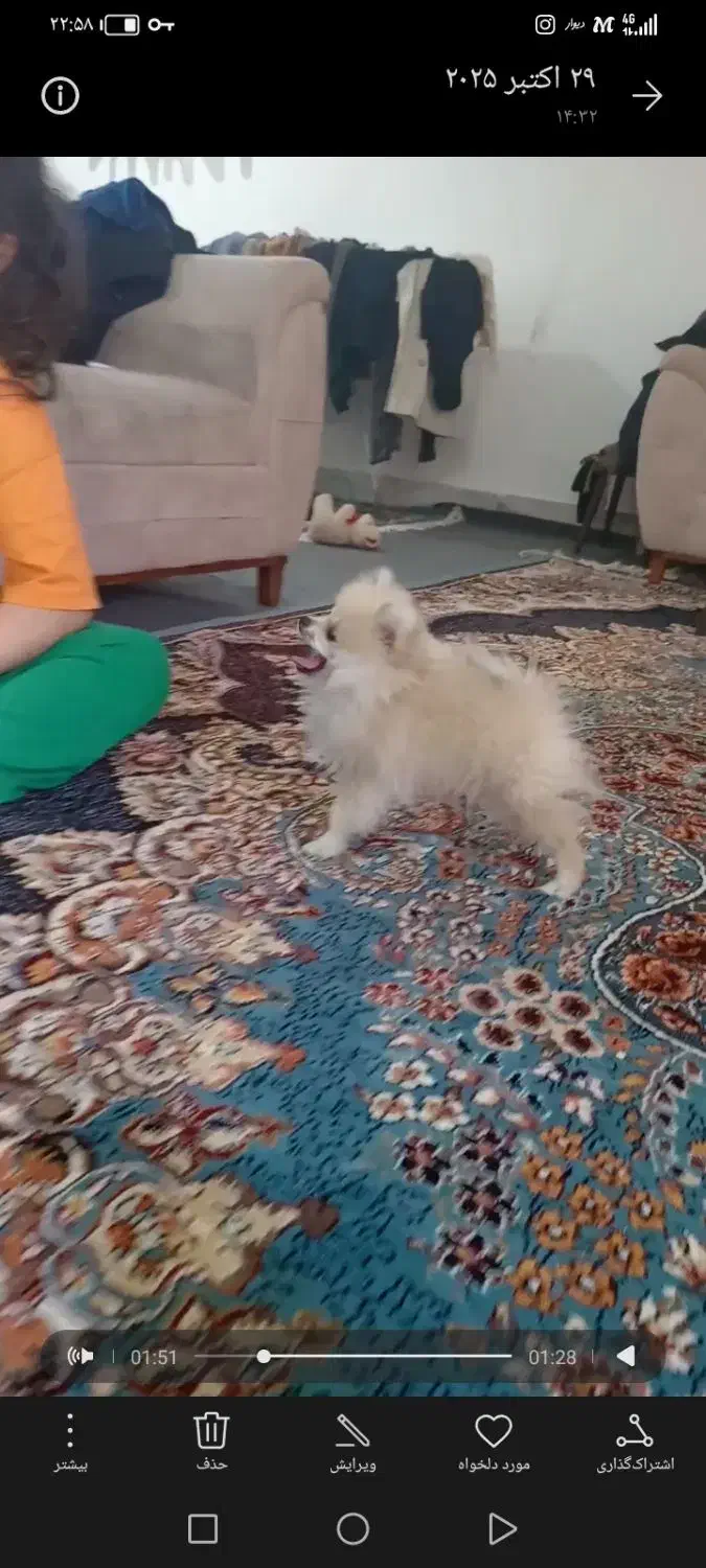 سگ پامر|سگ|سبزوار, باهنر|دیوار