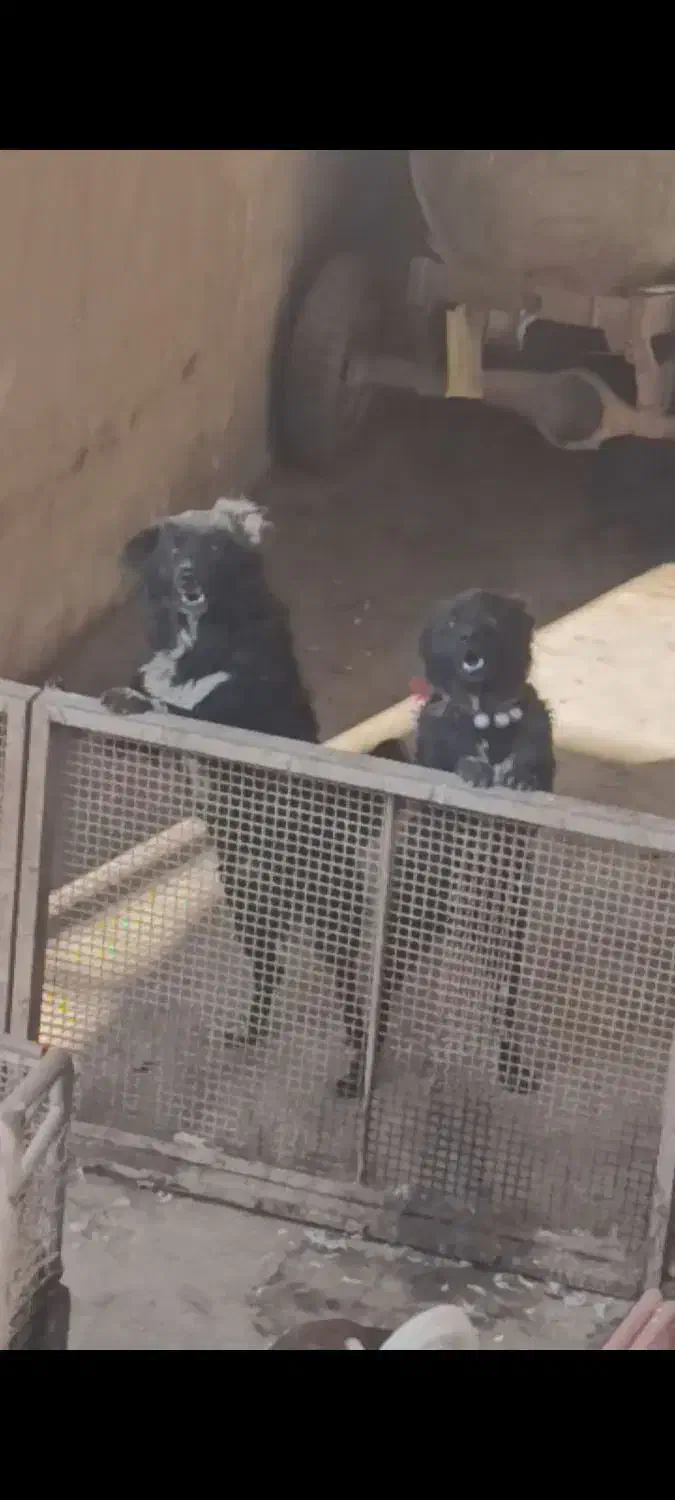 واگذاری سگ قدرجونی قهدریجانی|سگ|شاهین‌شهر, خانه کارگر|دیوار