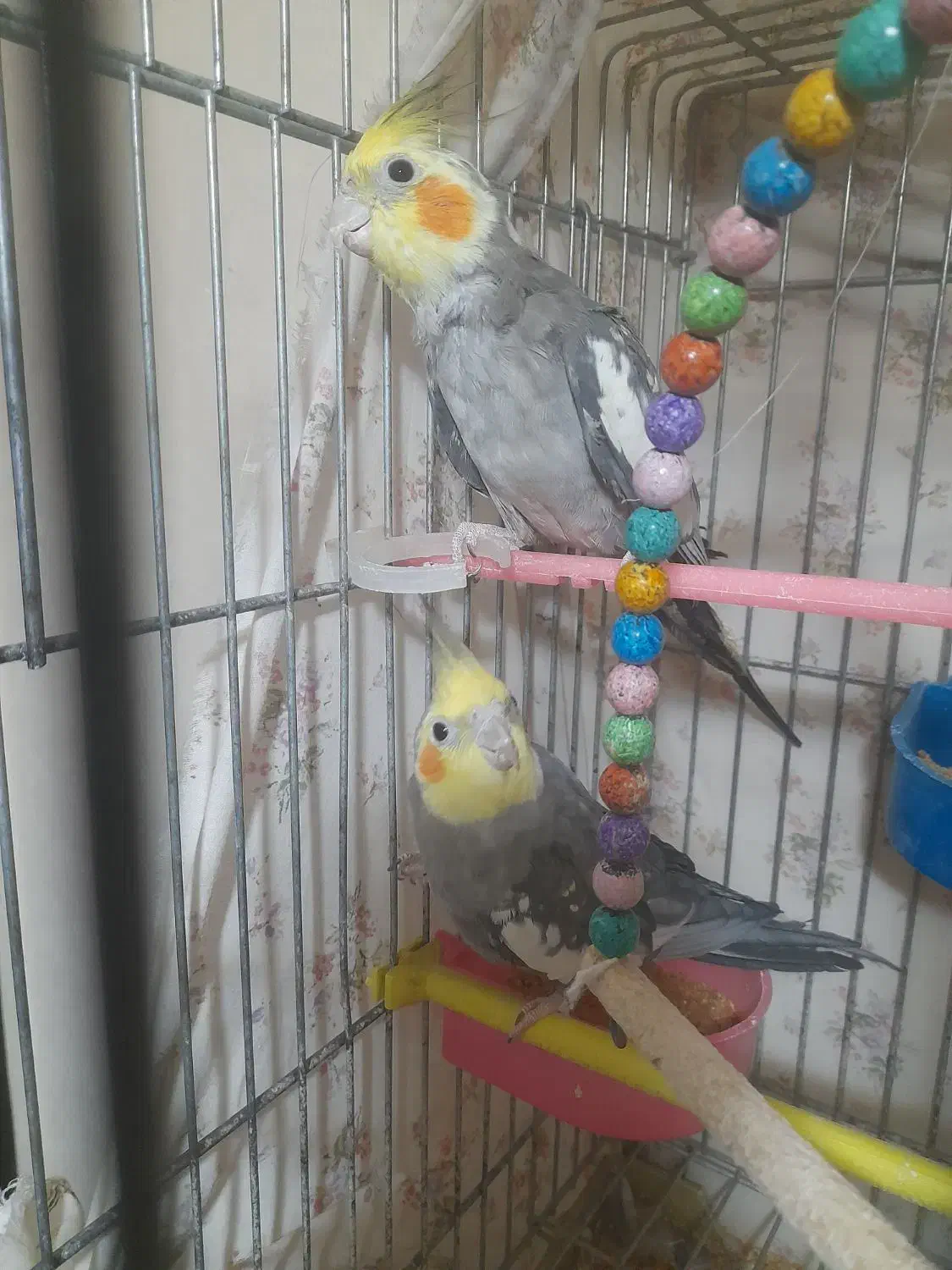 عروس هلندی|پرنده|مشهد, جاهد شهر|دیوار