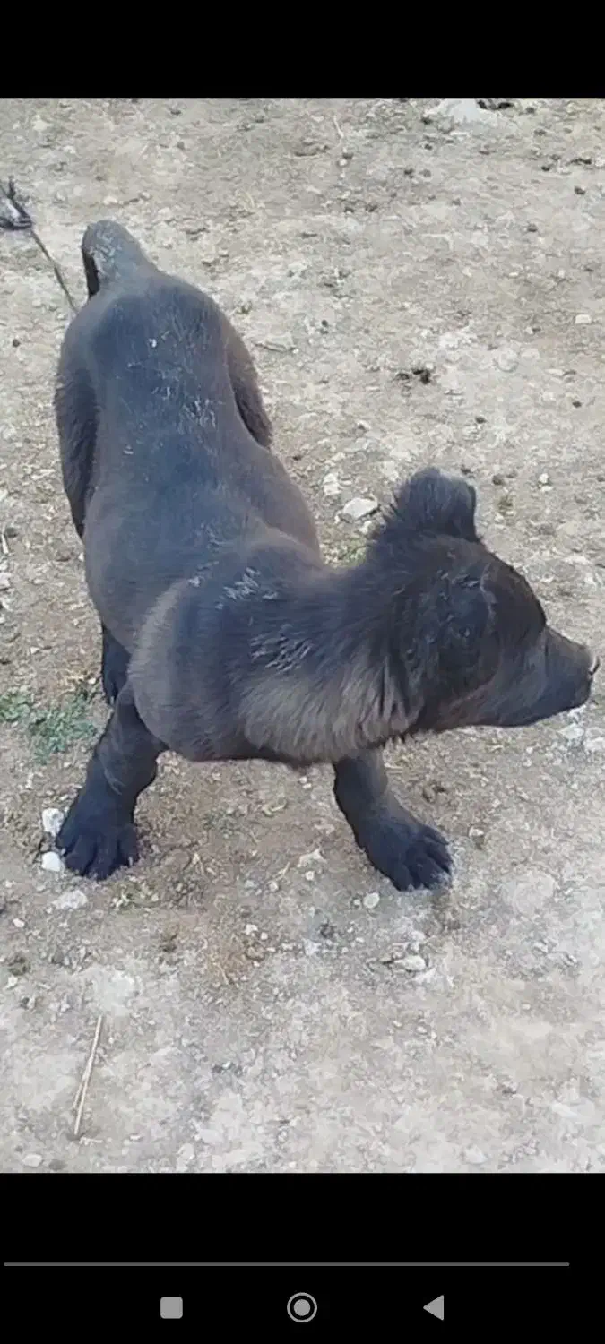 توله سه ماهه نر|سگ|تبریز, |دیوار