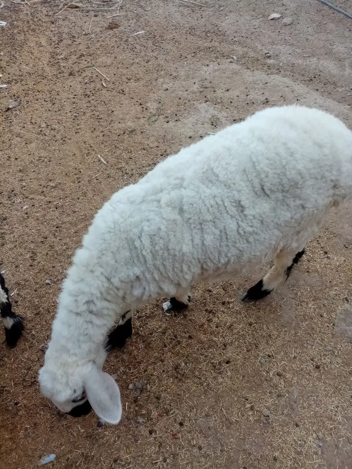 گوسفندماده|حیوانات مزرعه|کرباسک, |دیوار