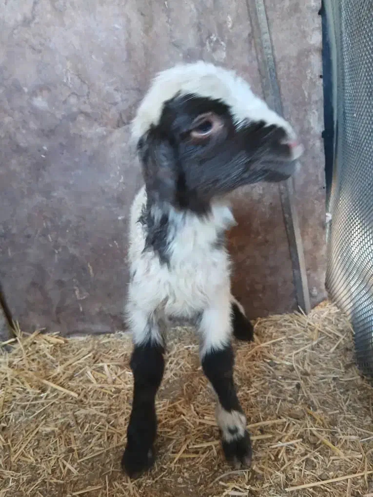 بره نره شیری|حیوانات مزرعه|کرمانشاه, |دیوار