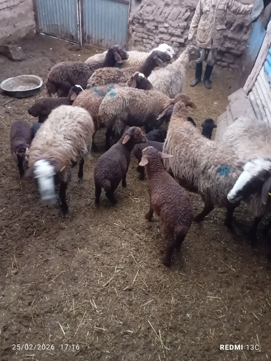 فروشی|حیوانات مزرعه|صفی آباد, |دیوار