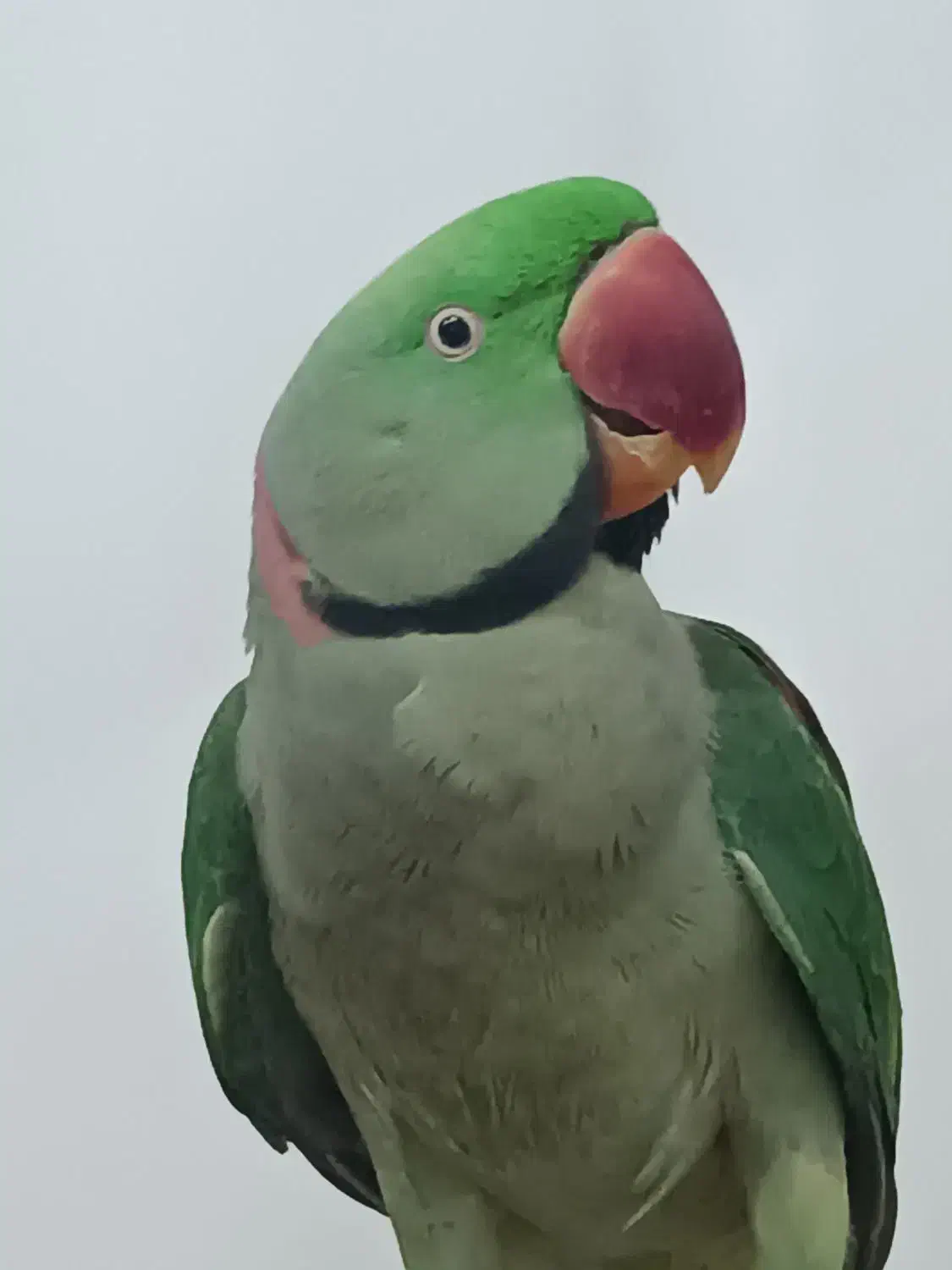 شاه طوطی|پرنده|قروه, |دیوار