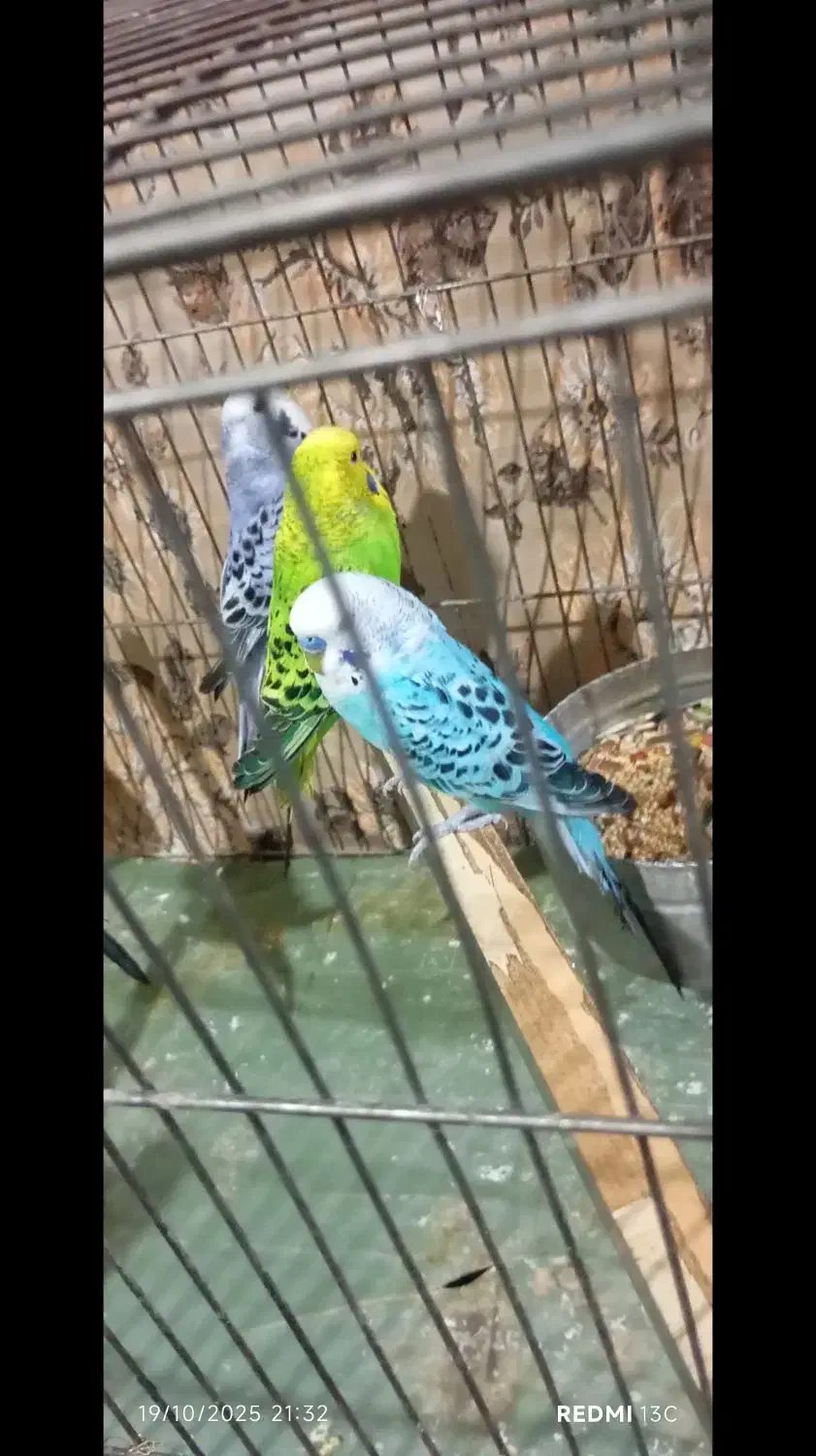 مرغ عشق انگلیسی|پرنده|کرمانشاه, |دیوار