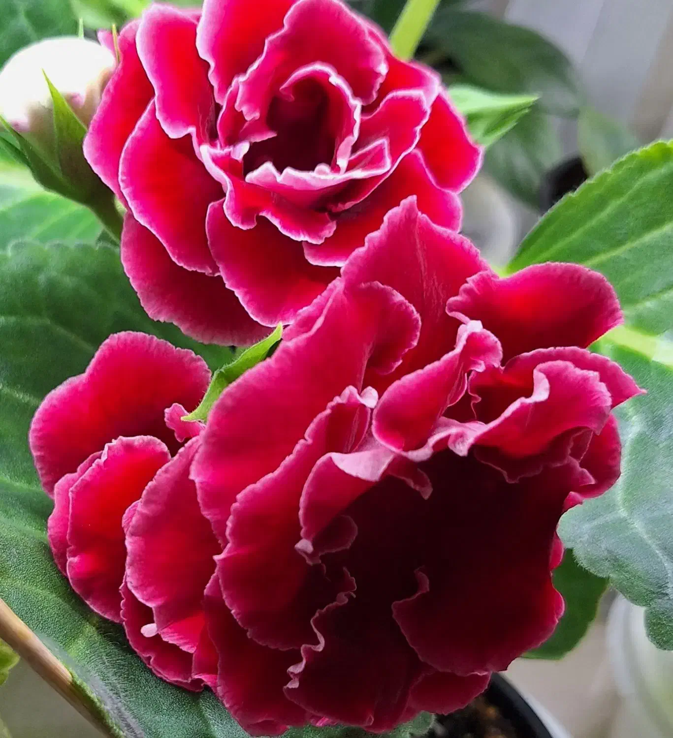 گل گلکسیونی خاص|گل و گیاه طبیعی|تبریز, |دیوار