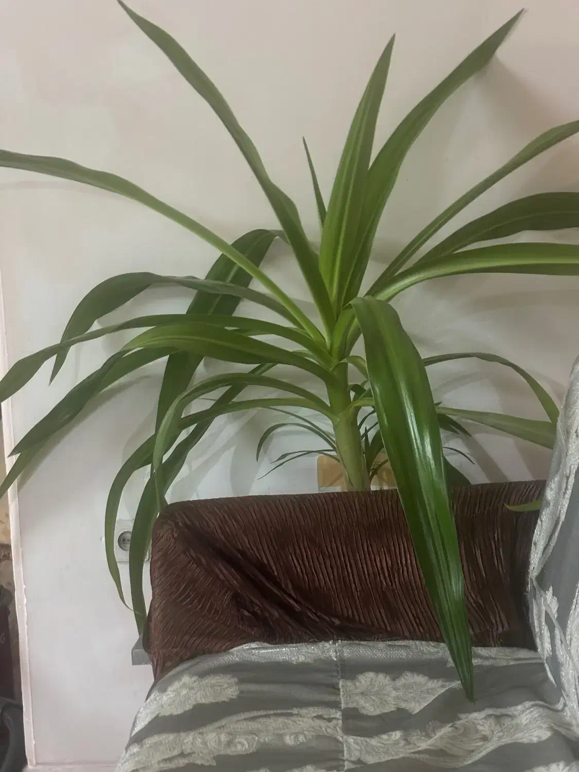 گیاه پاندانوس|گل و گیاه طبیعی|شیراز, باهنر|دیوار