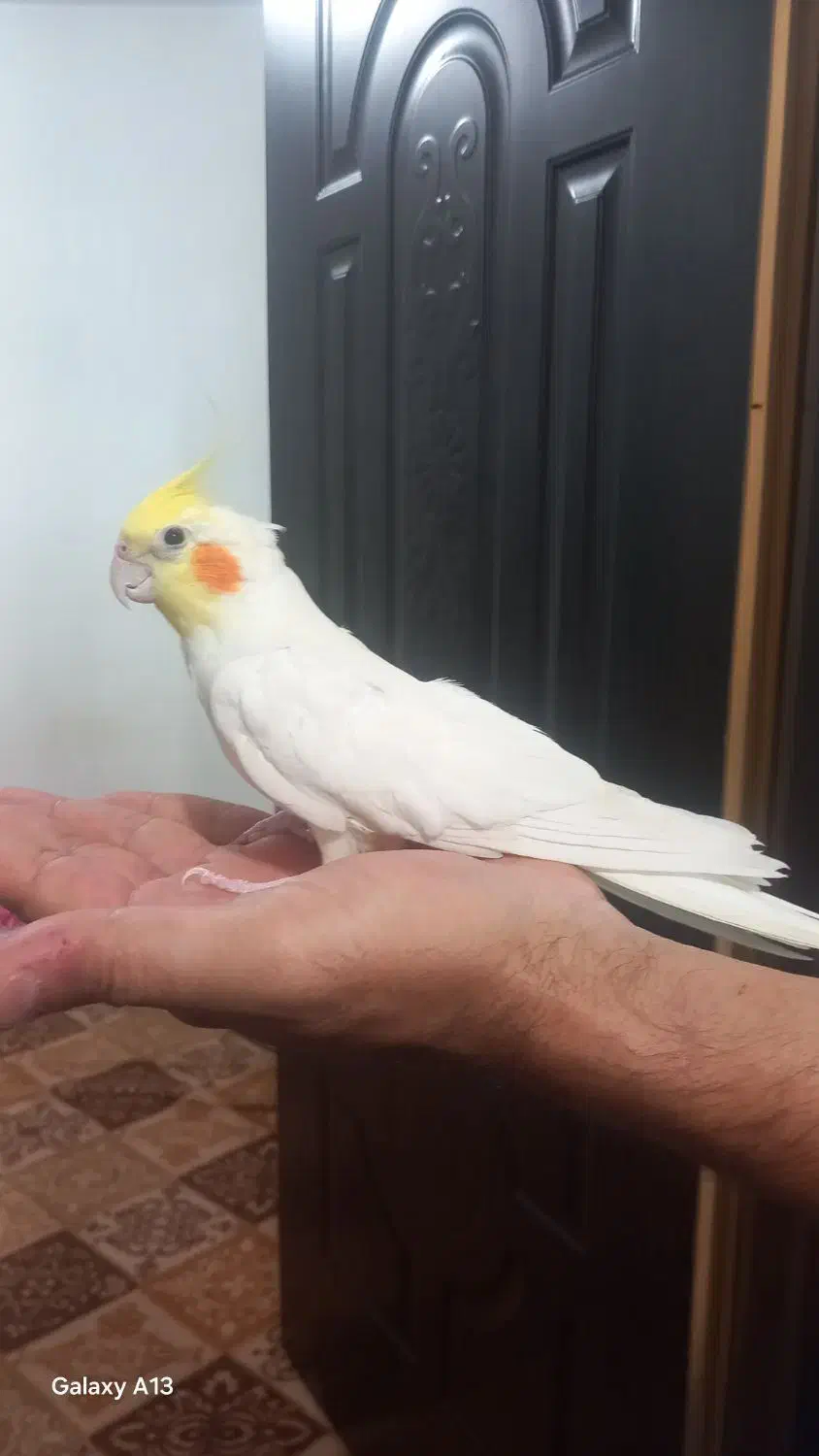 عروس هلندی زیبا وجوان وخونگرم قشنگ|پرنده|زنجان, |دیوار