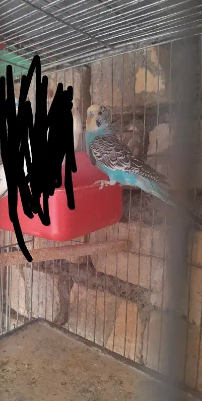 مرغ عشق ماده|پرنده|خمین, |دیوار