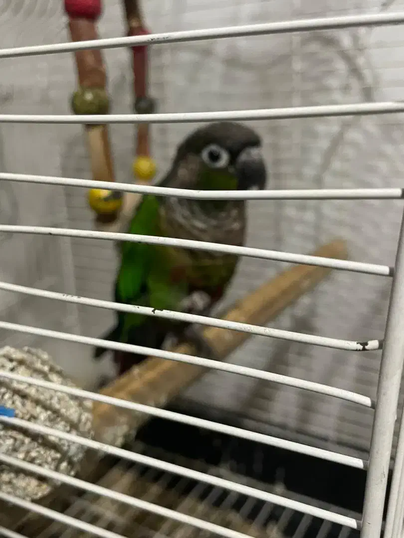 گرینچینگ ماده بالغ|پرنده|تهران, مسعودیه|دیوار