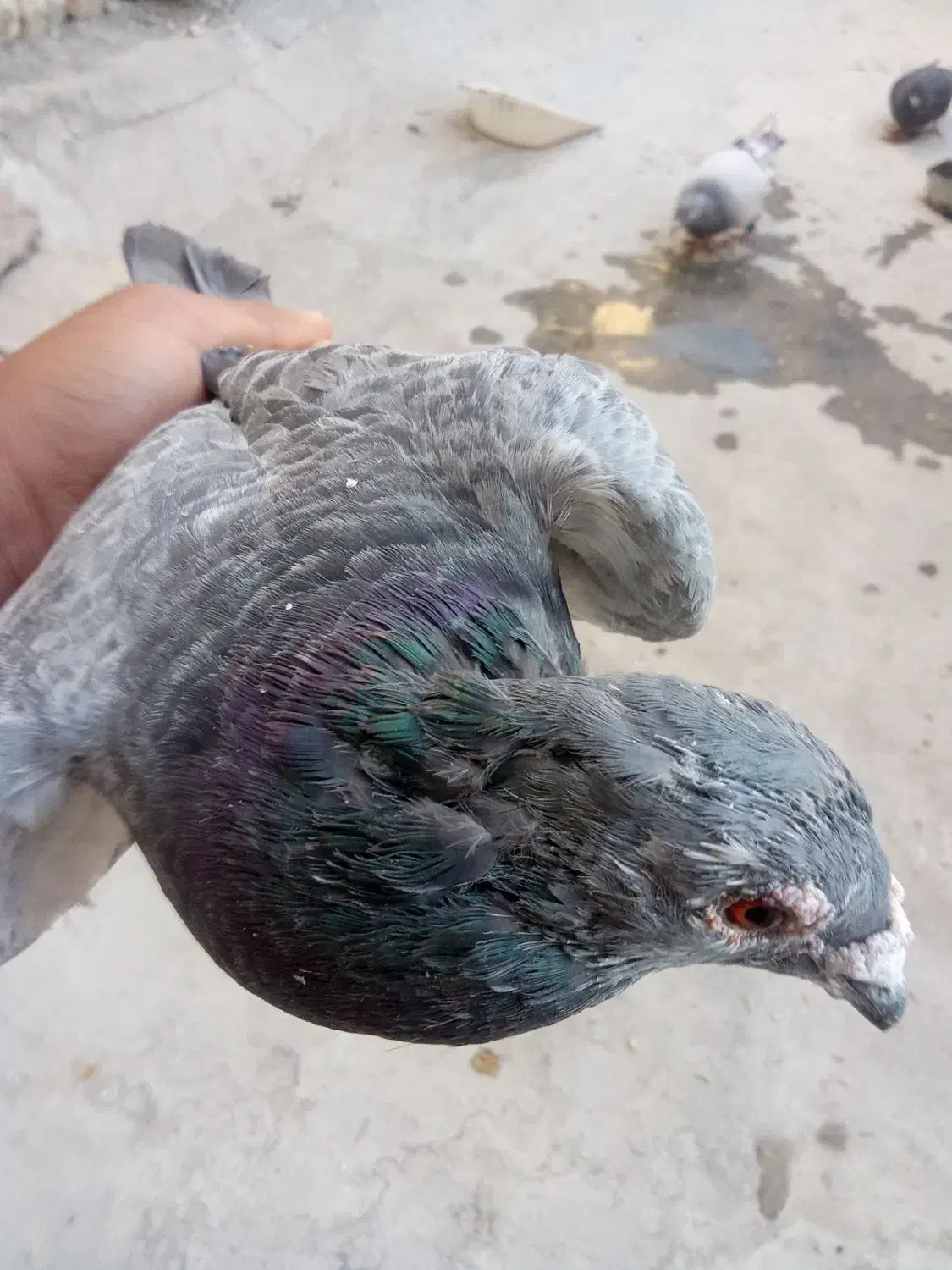 کفتر فروش فوری|پرنده|مشهد, امیرآباد|دیوار