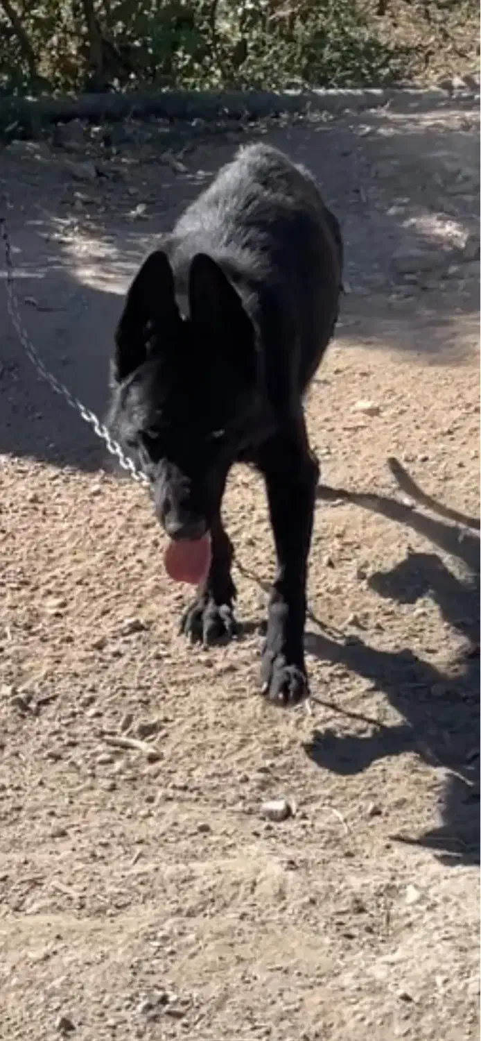 ژرمن بلک ماده|سگ|کرج, کمال‌شهر|دیوار