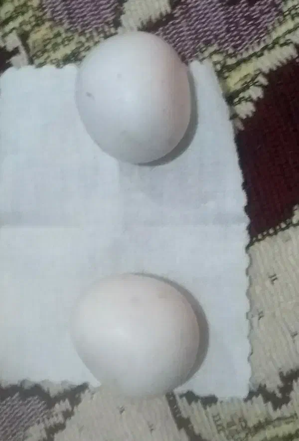 سنگ|جواهرات|زاهدان, |دیوار