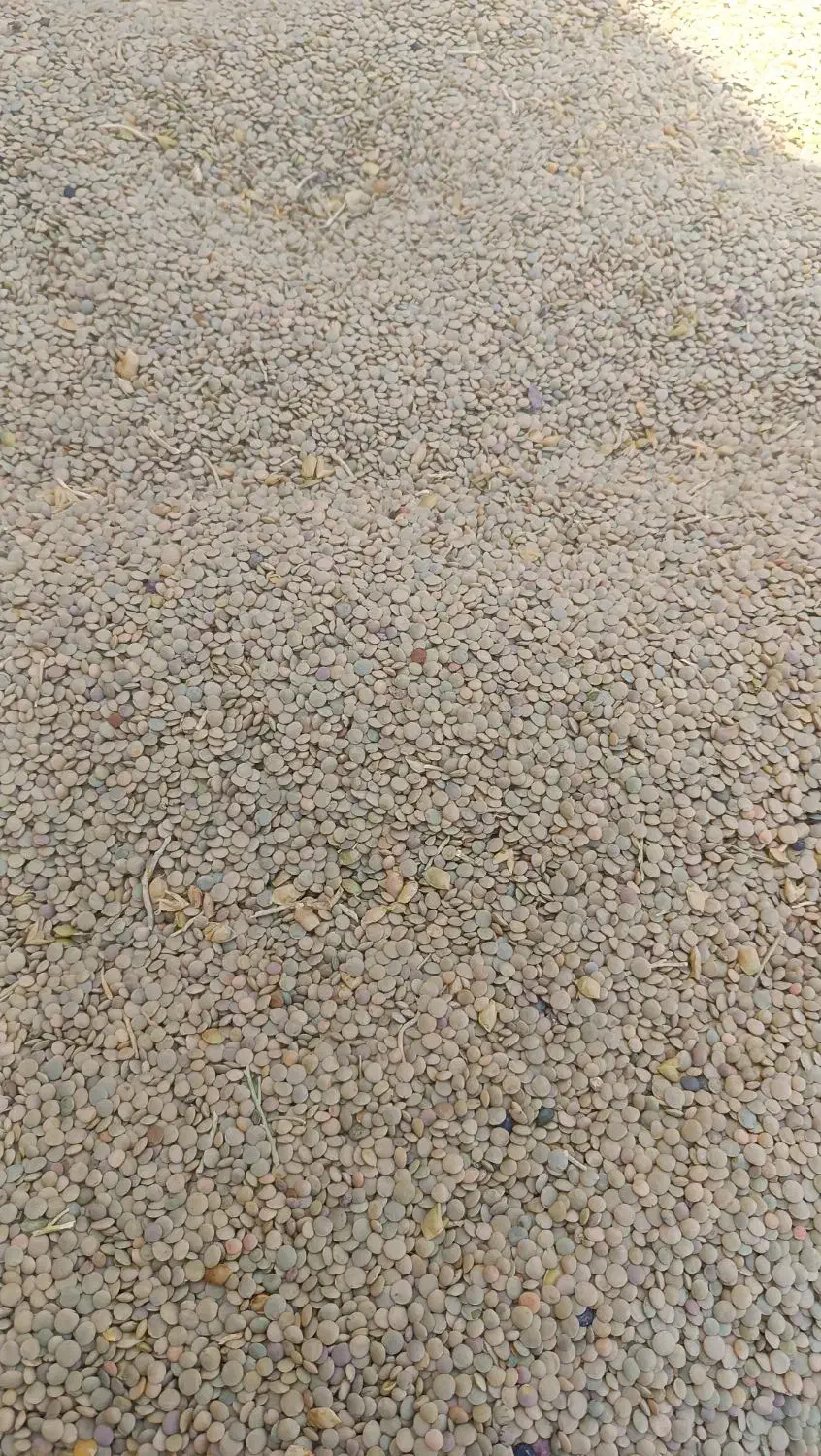 عدس|خوردنی و آشامیدنی|بزینه رود, |دیوار