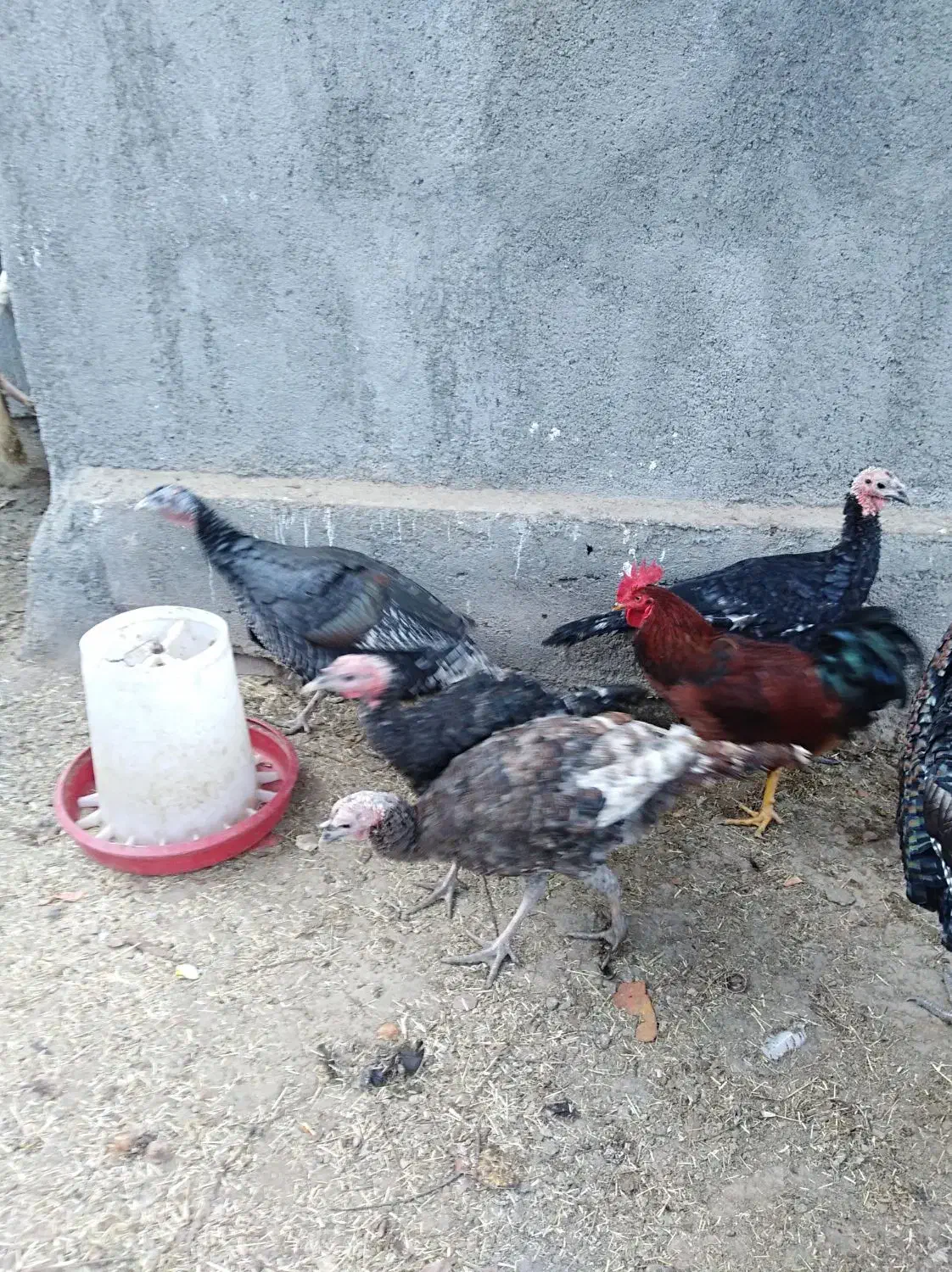 بوقلمون و مرغ وخروس|حیوانات مزرعه|مشهد, کوشک مهدی|دیوار