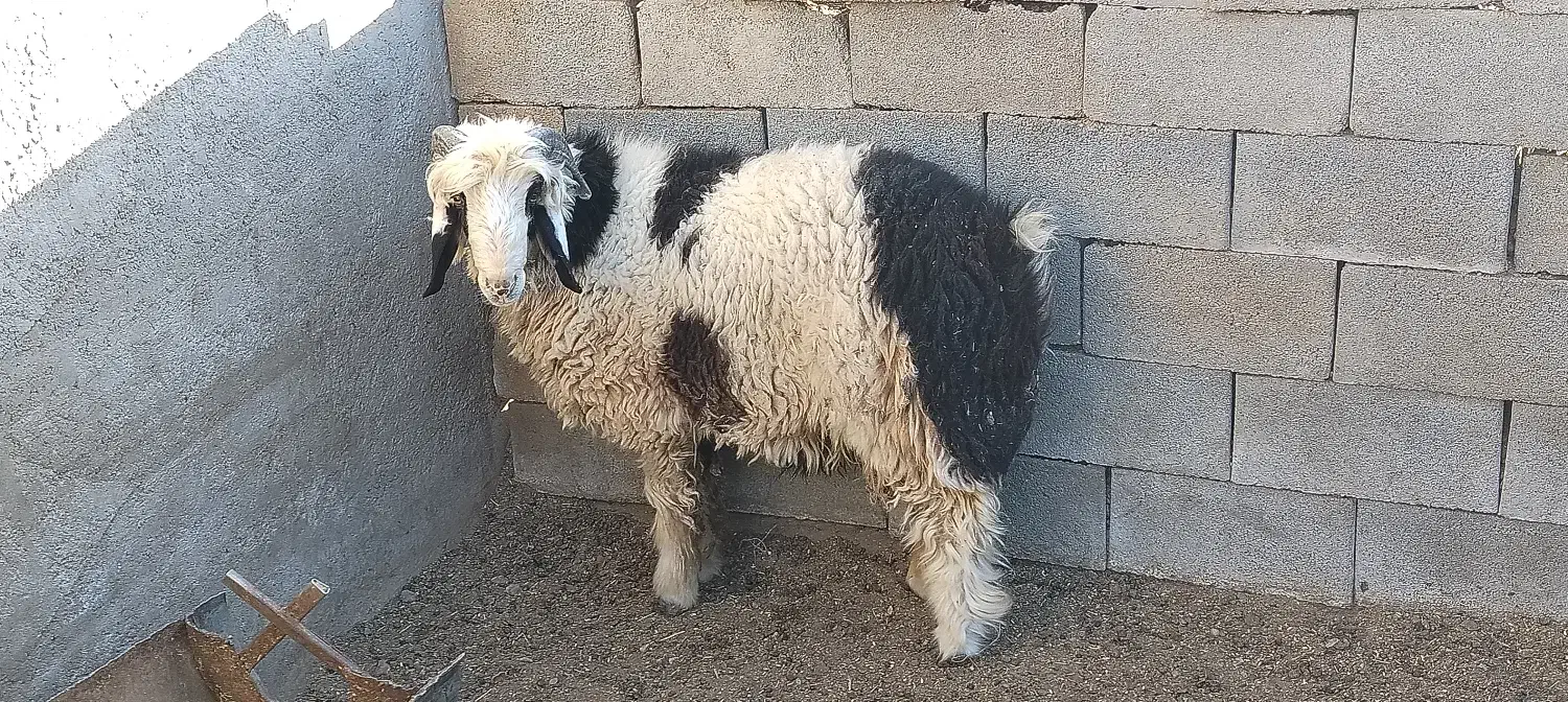 بره قوچی|حیوانات مزرعه|رامشه, |دیوار