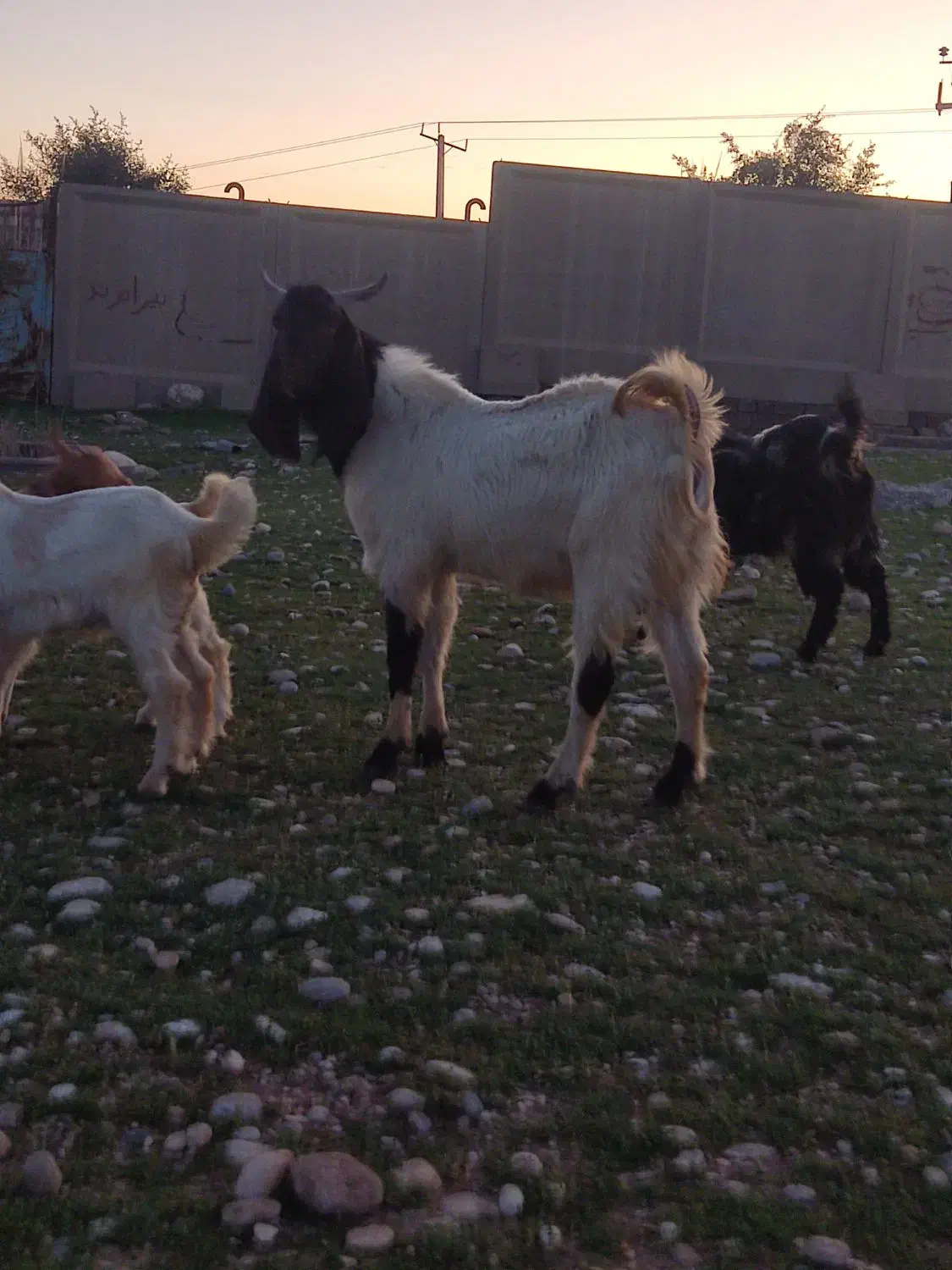 نر بز ژنژدی|حیوانات مزرعه|اندیمشک, |دیوار