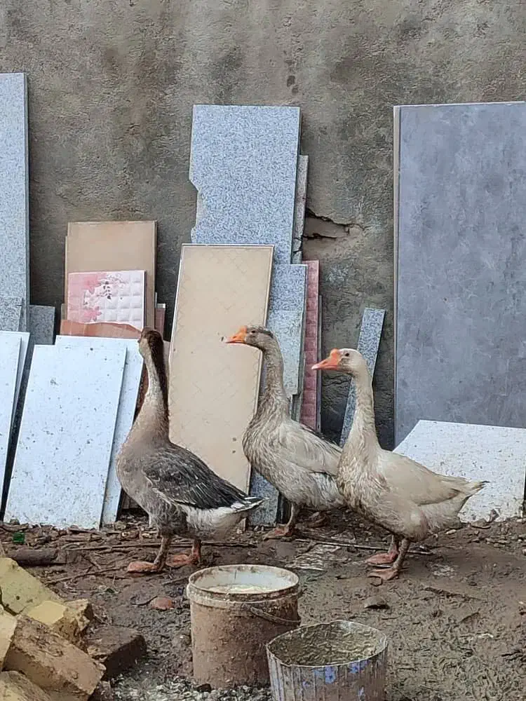 قو و غاز|حیوانات مزرعه|قزوین, |دیوار