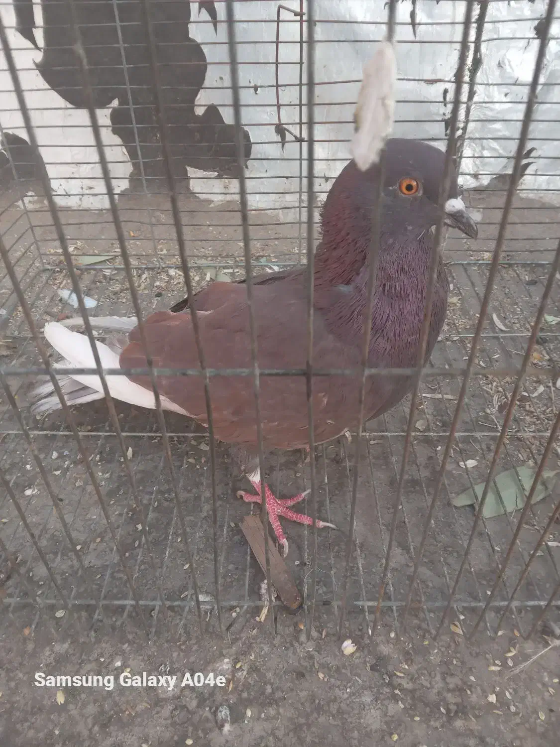 کبوتر|پرنده|قم, امامزاده ابراهیم|دیوار