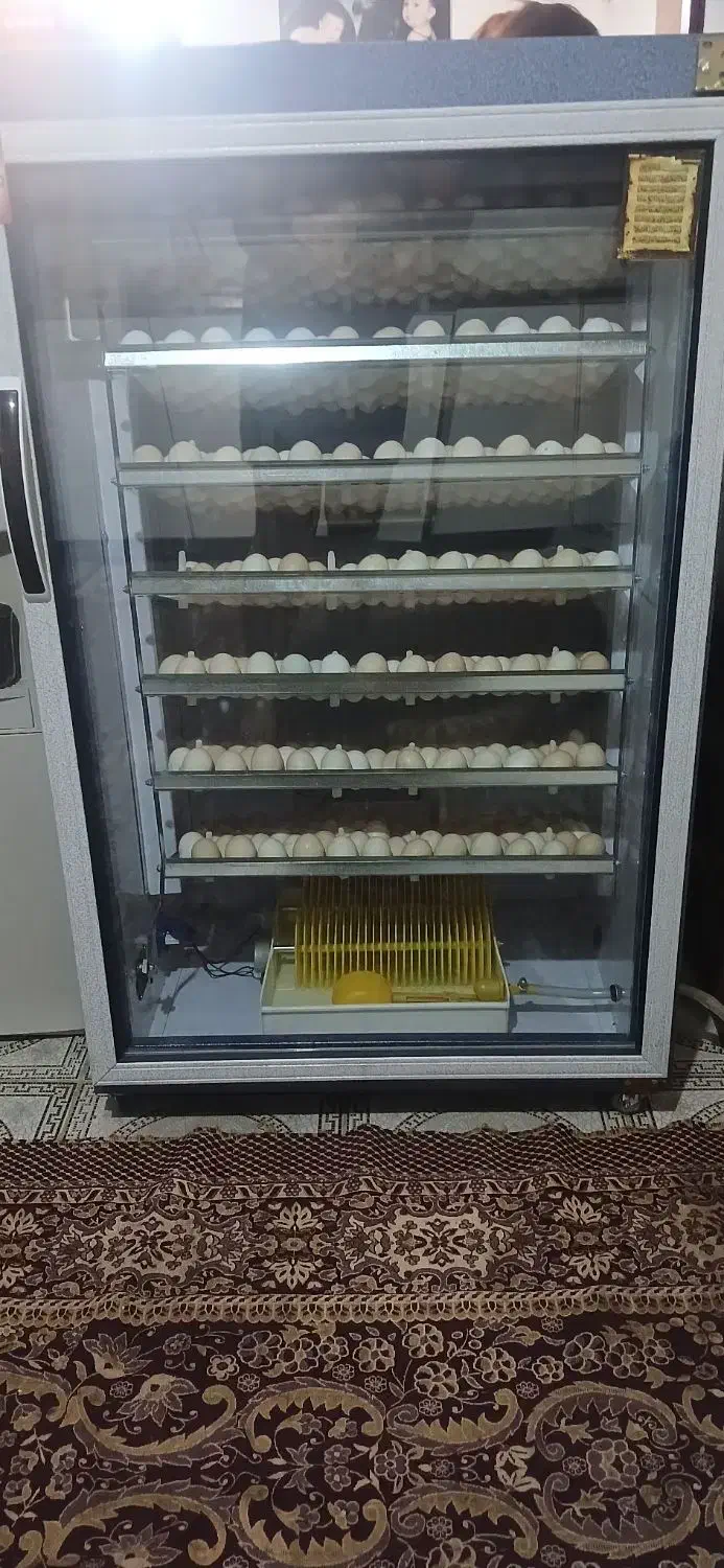 دستگاه جوجه کشی تمام اتو ماتیک|لوازم جانبی حیوانات|سروستان, |دیوار