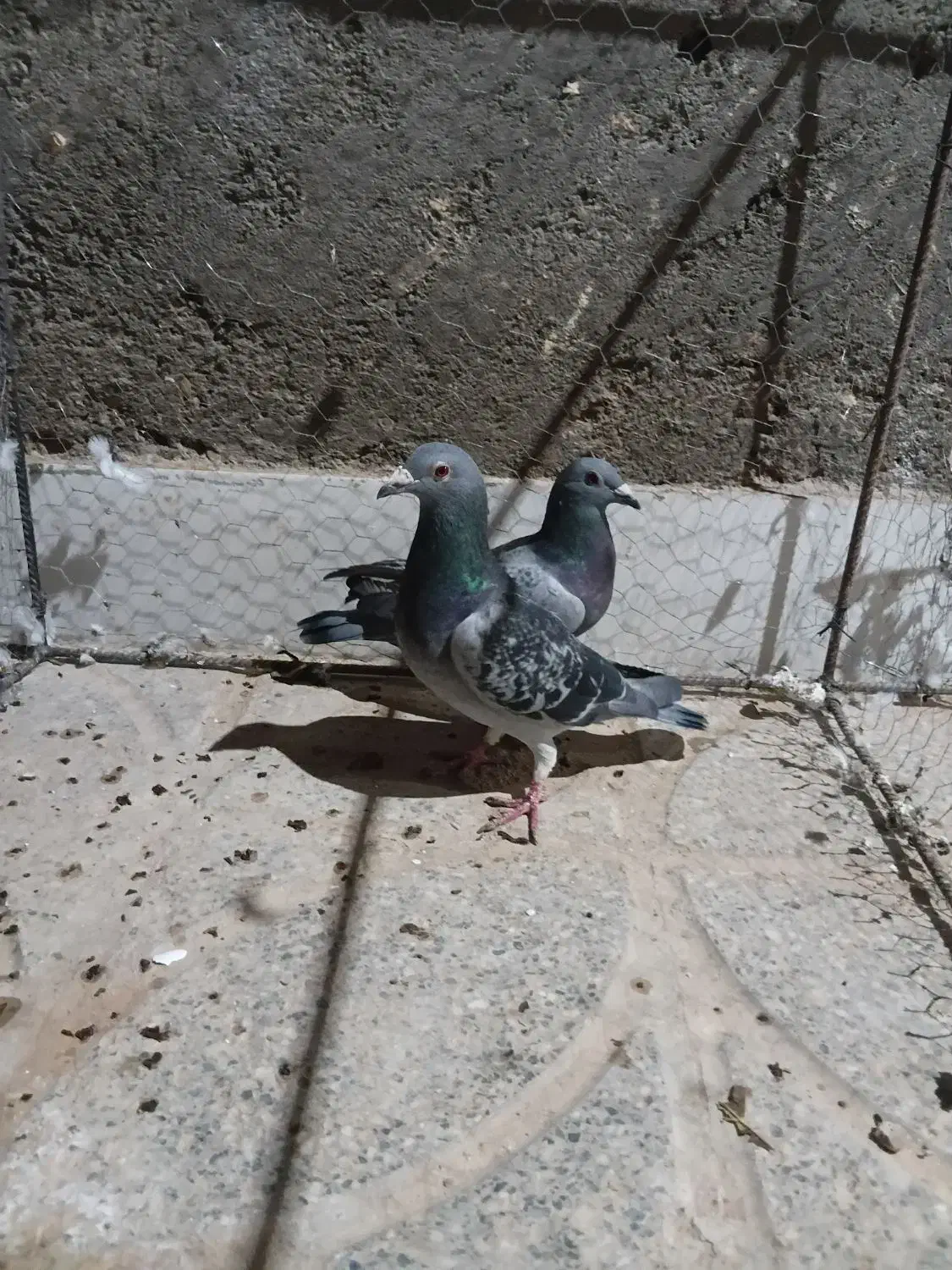 یک جفت کفتر چاشنی بازی|پرنده|بیرجند, |دیوار