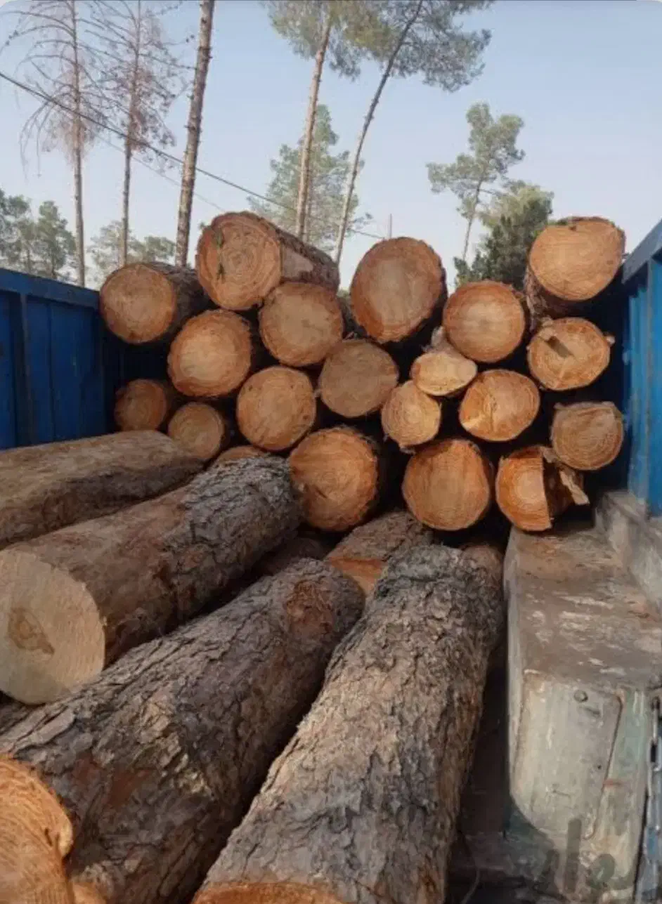 خریدار نقدی انواع چوب باغی وجنگلی|خدمات باغبانی و درختکاری|ارومیه, |دیوار