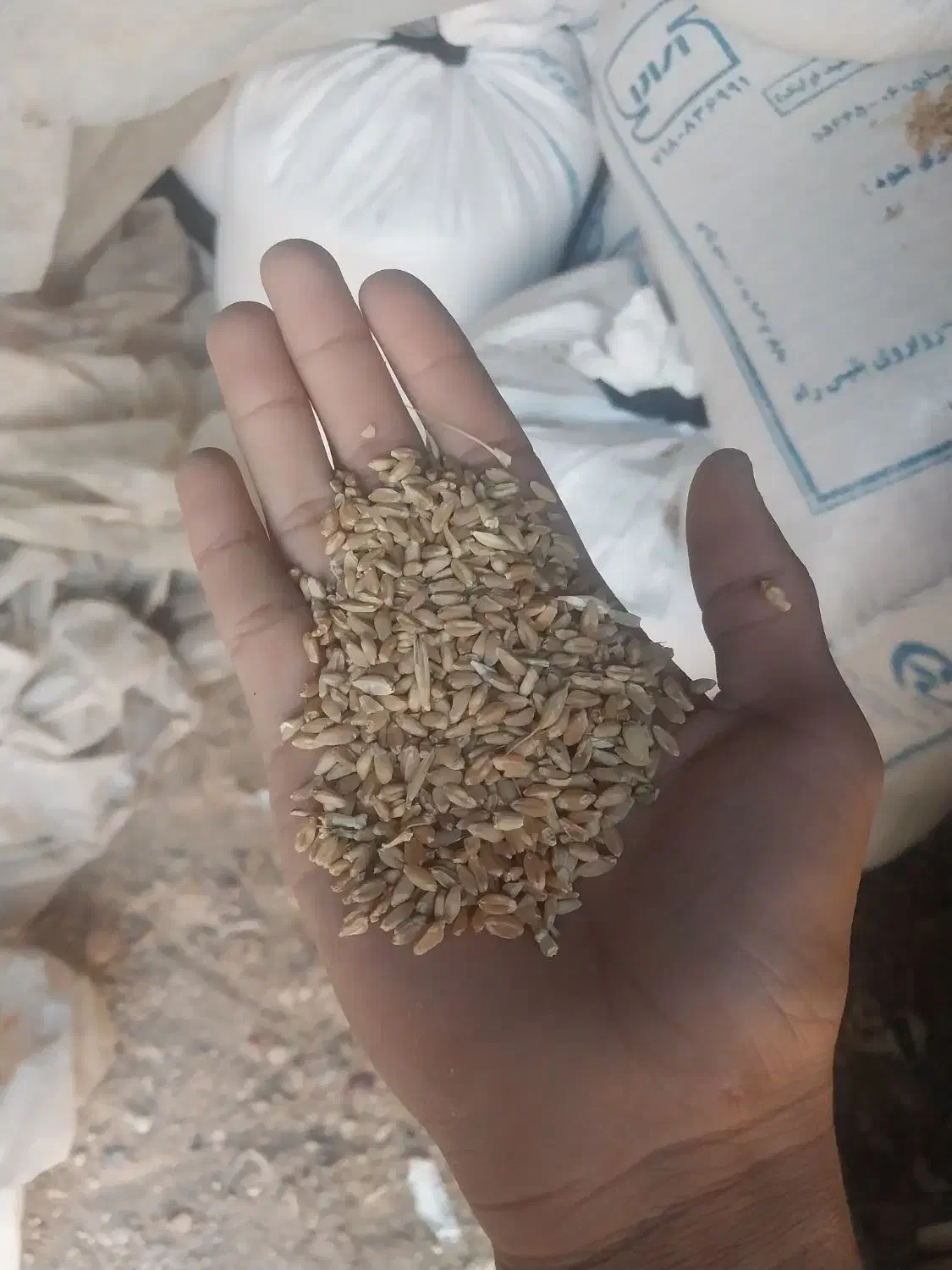 فروش گندم|گل و گیاه طبیعی|رامشیر, |دیوار