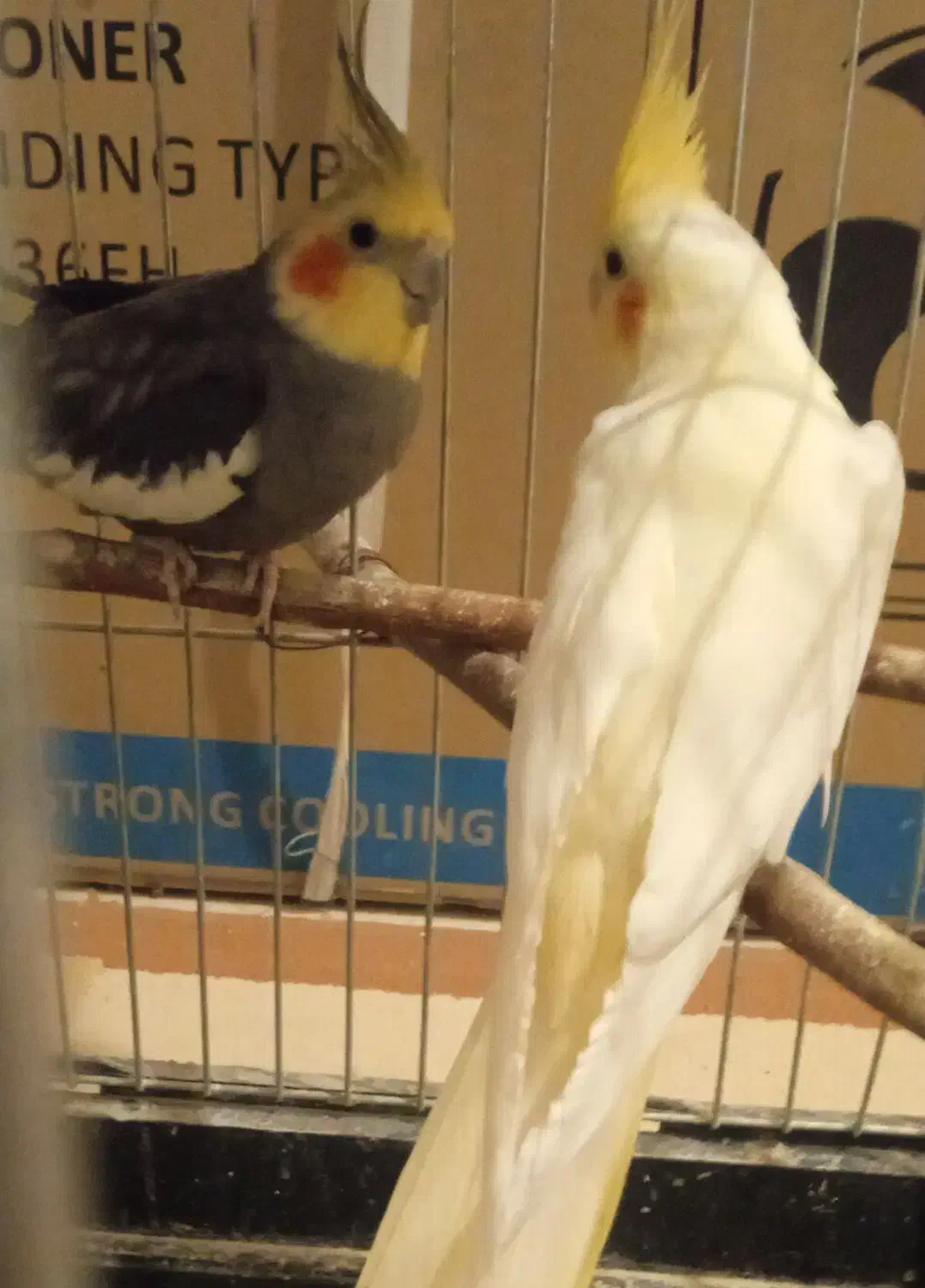 یک جفت عروس هلندی با یک عدد جوجه 3ملیون|پرنده|خورموج, |دیوار