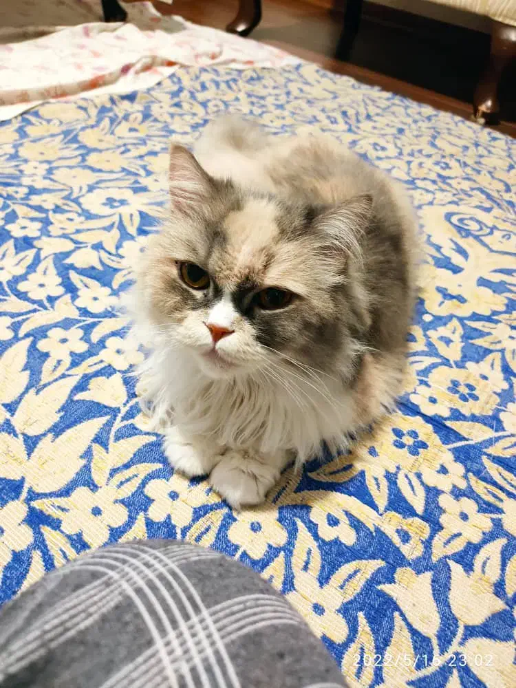 گربه ی گم شده|حیوانات|تبریز, |دیوار