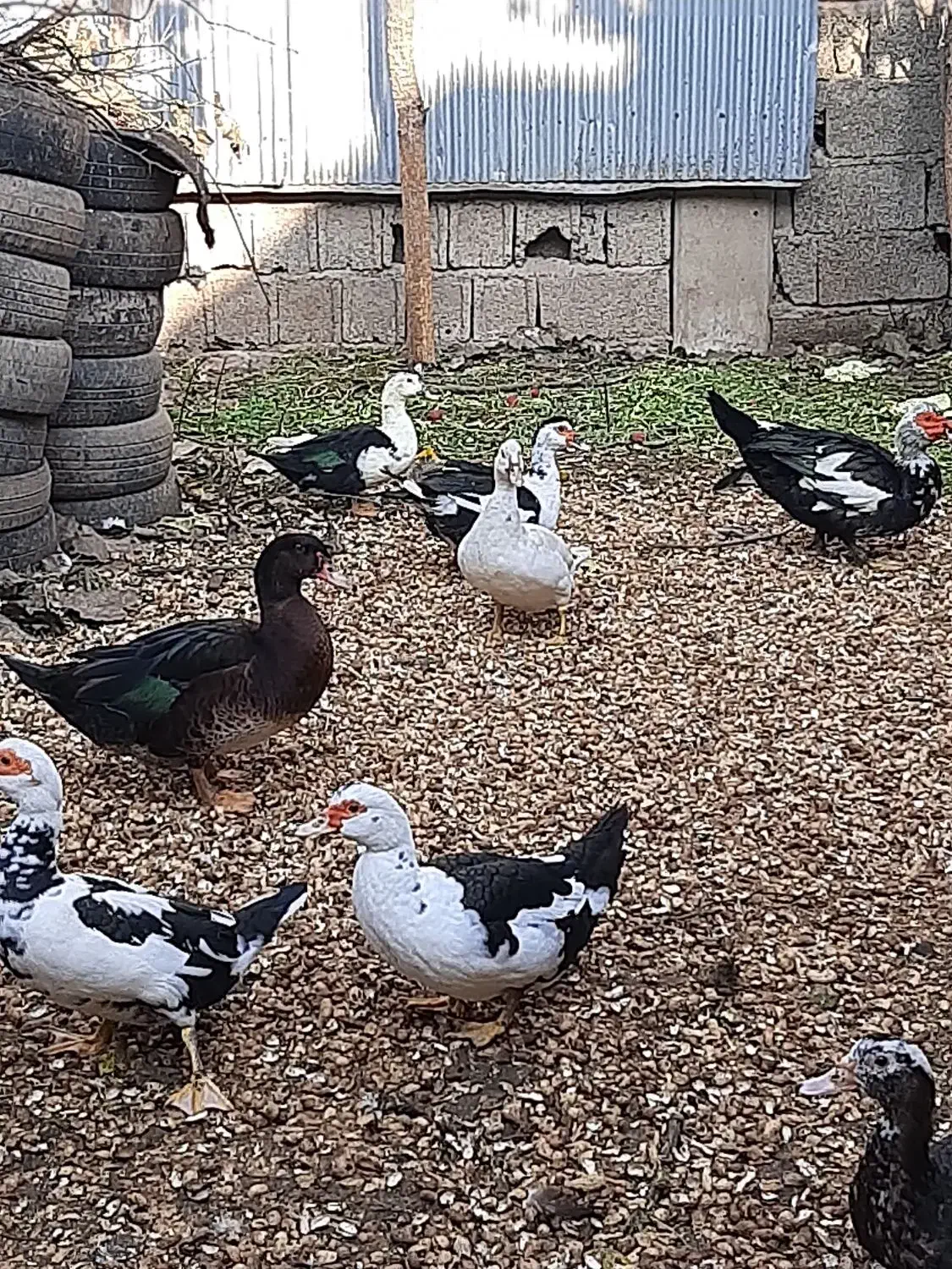 اردک اسرائیلی نر و ماده|حیوانات مزرعه|آستانه اشرفیه, |دیوار